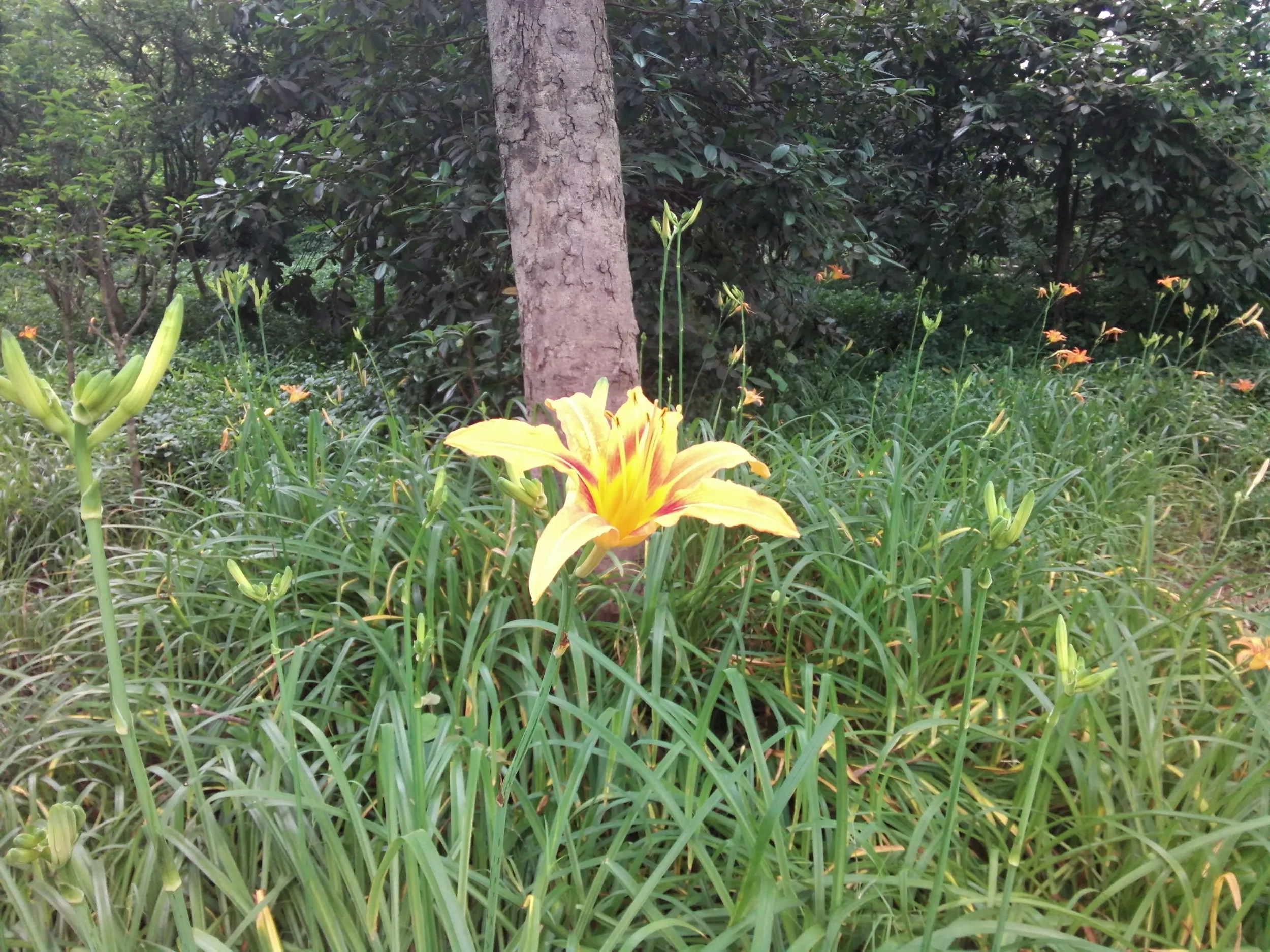上海植物園観光