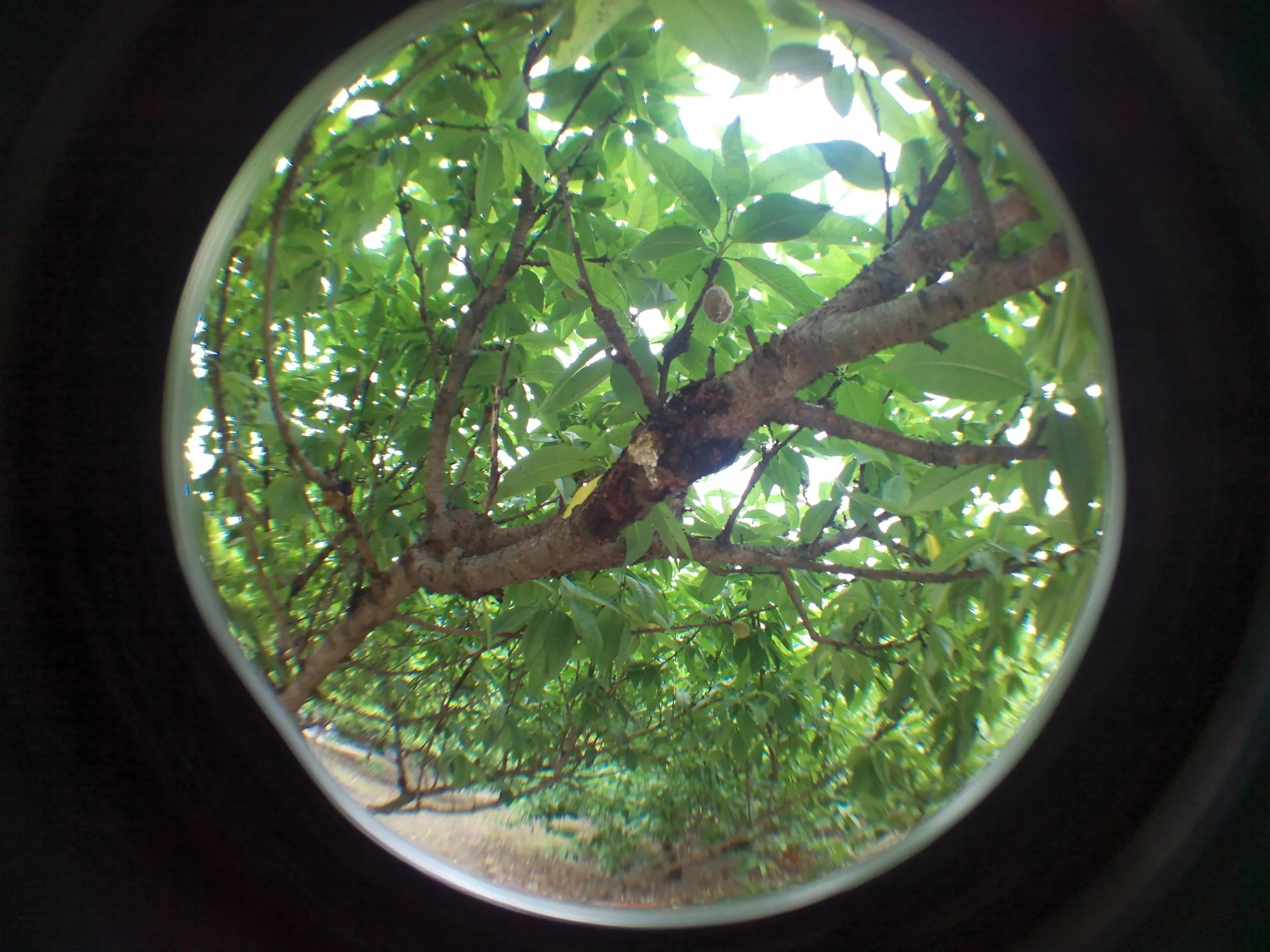上海植物園観光
