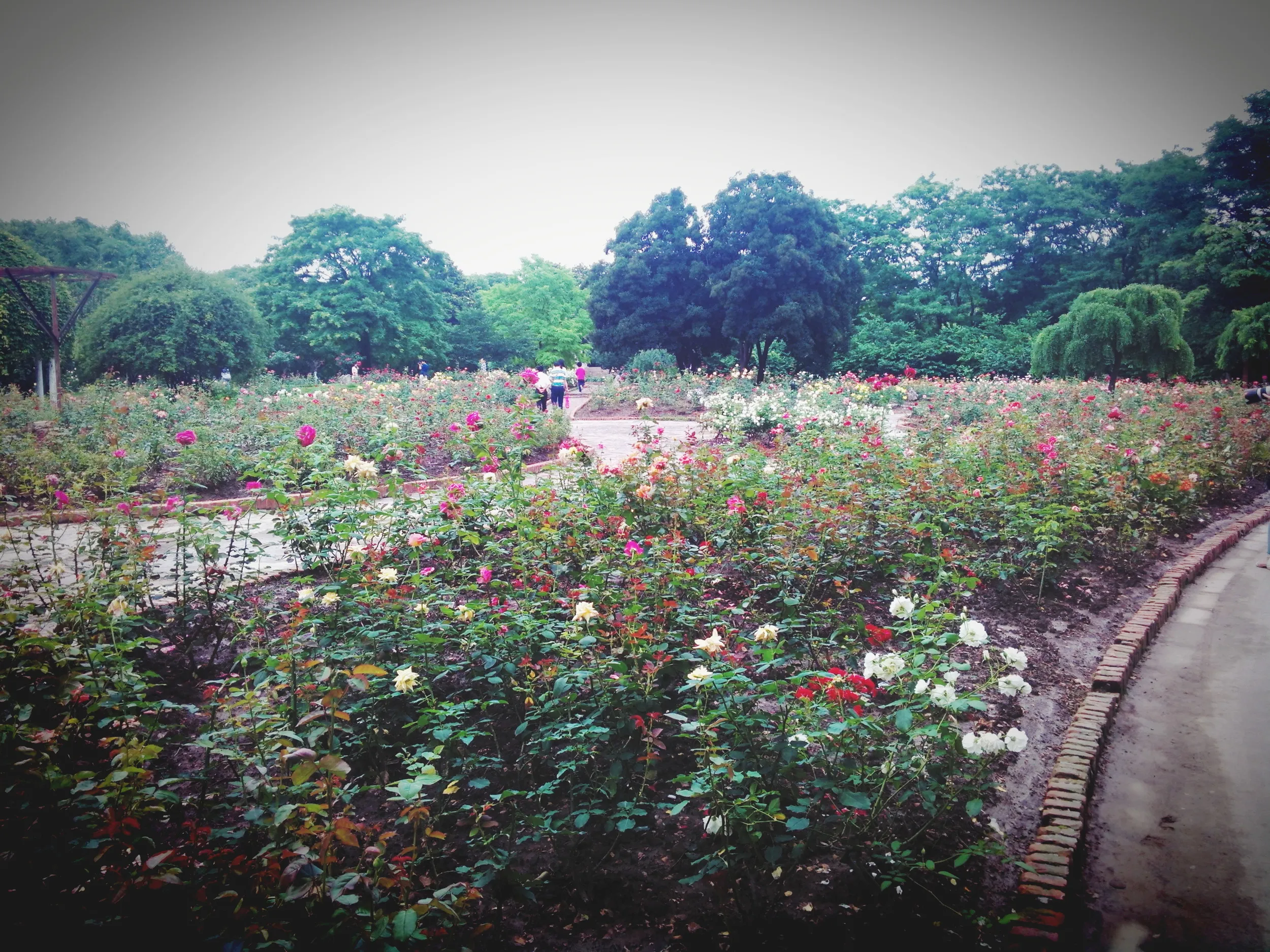 上海植物園観光、薔薇園