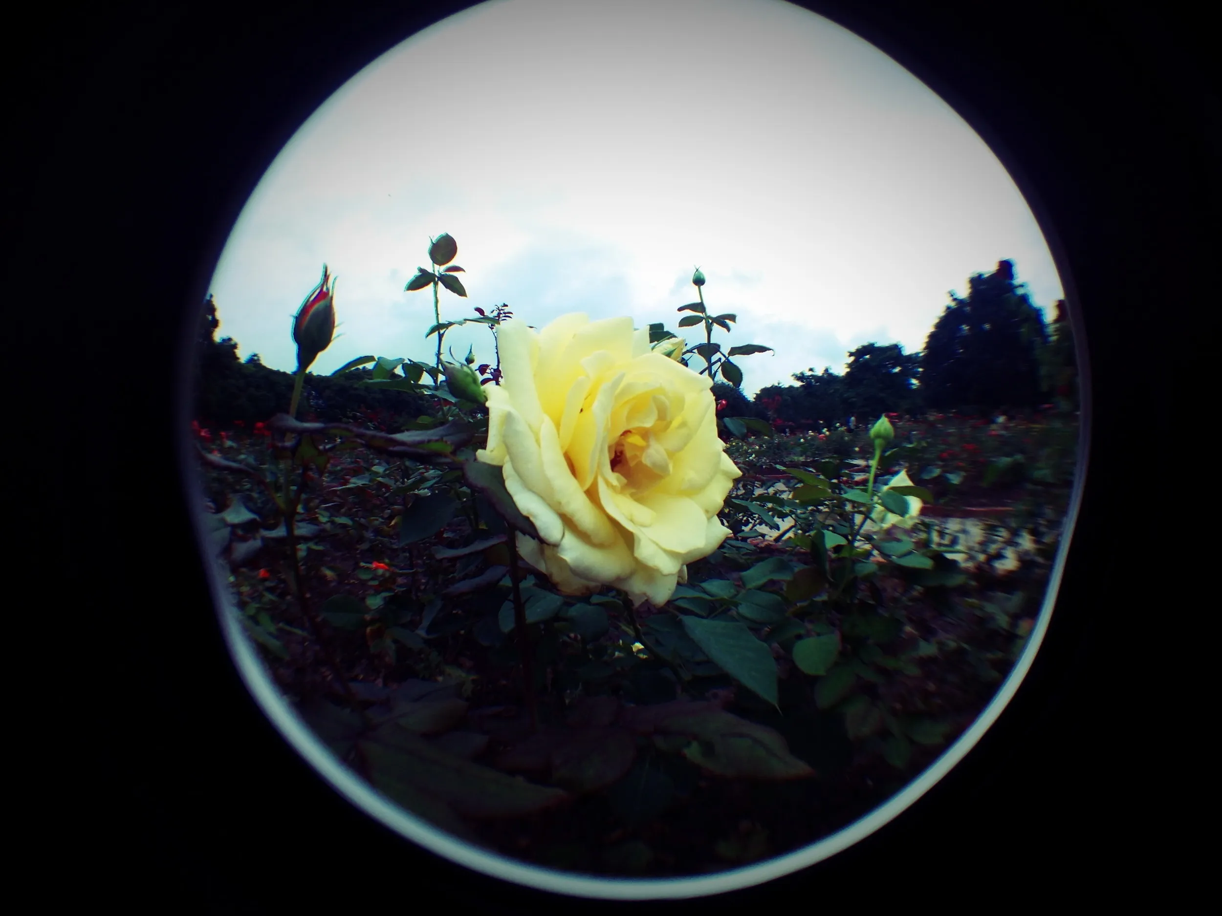 上海植物園観光、薔薇園