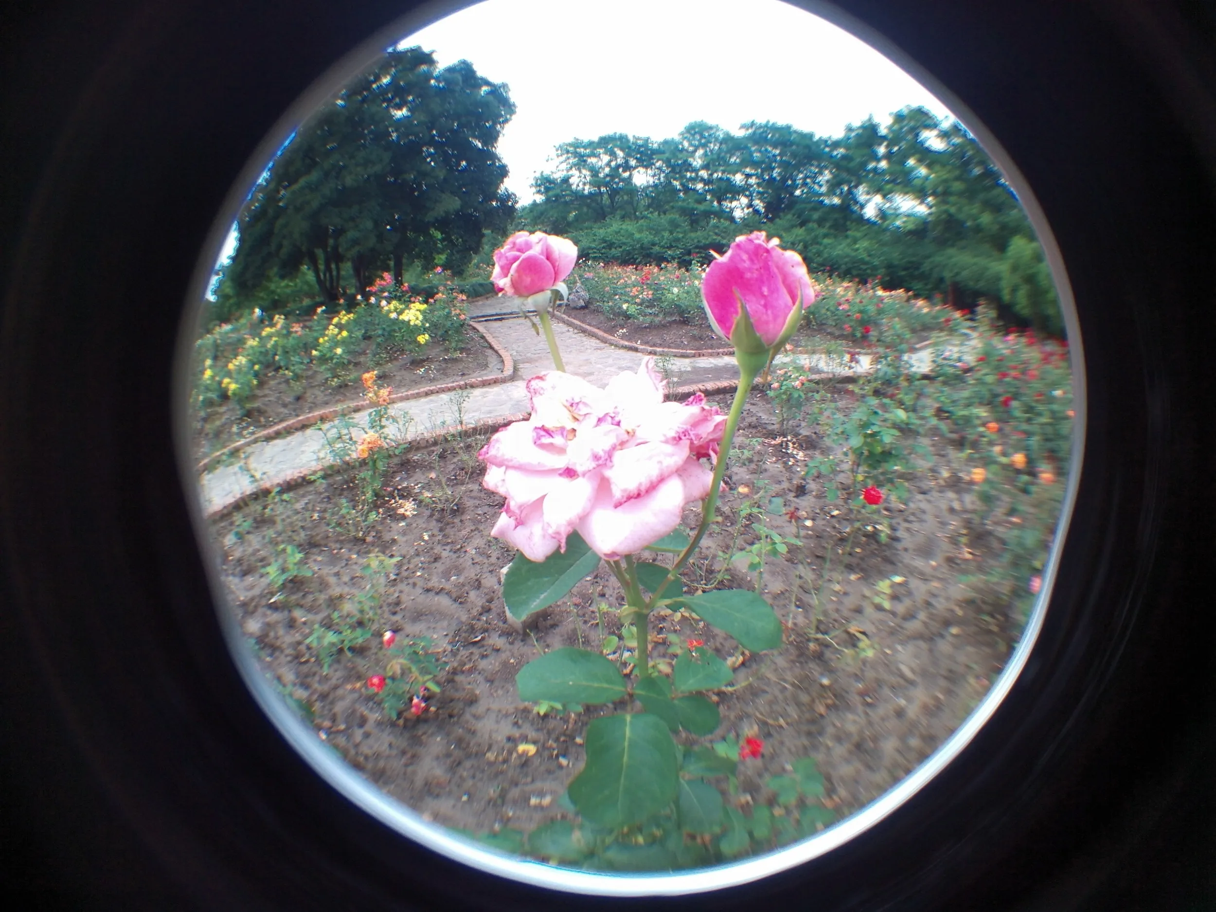 上海植物園観光、薔薇園