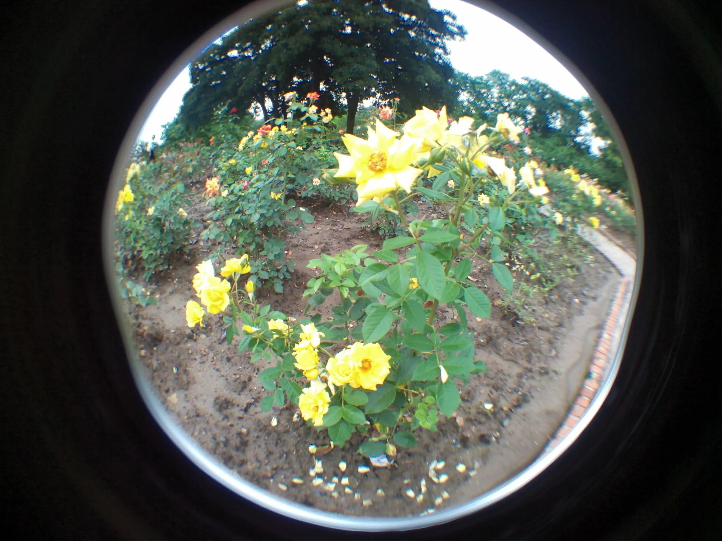 上海植物園観光、薔薇園