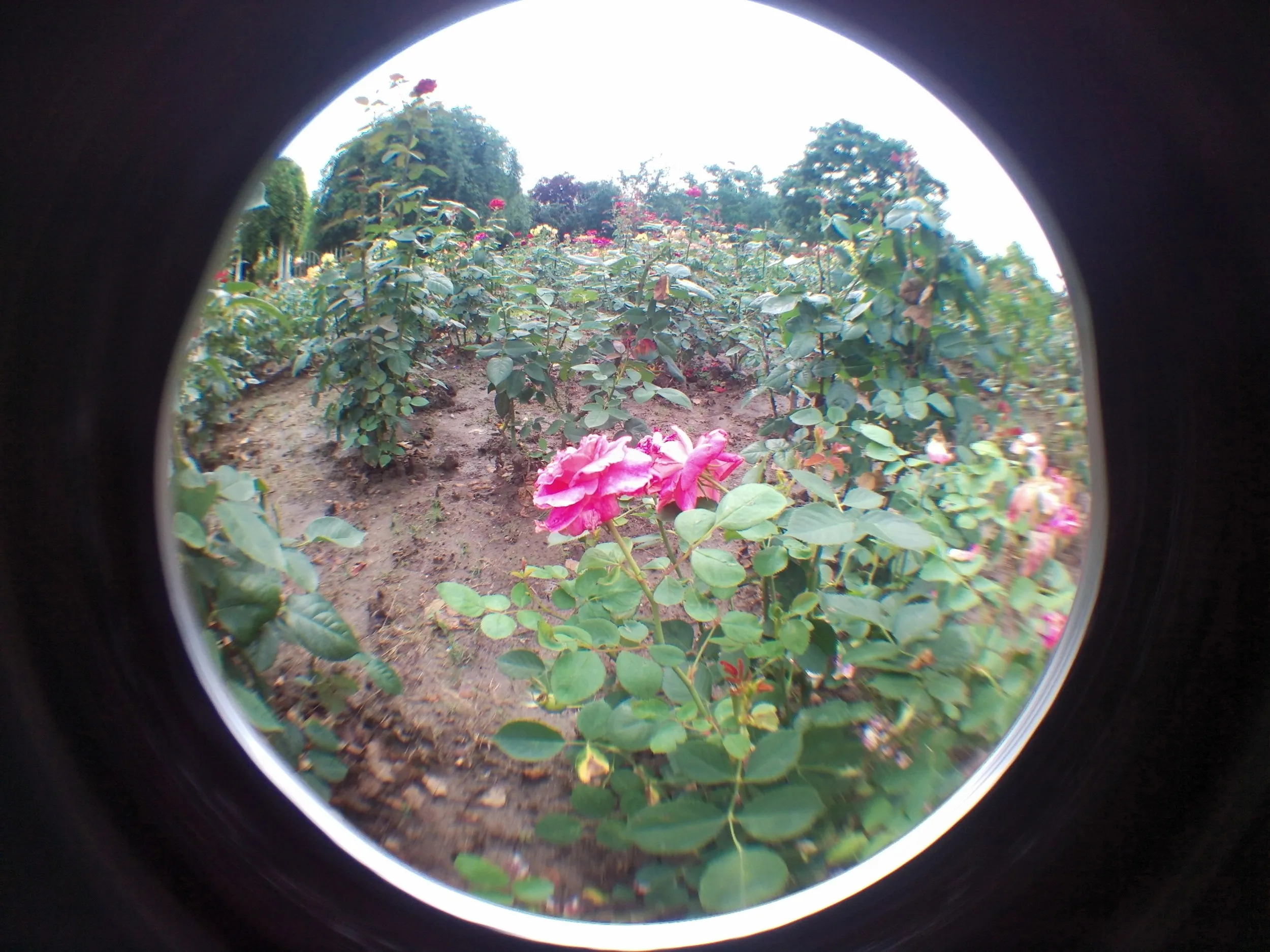 上海植物園観光、薔薇園