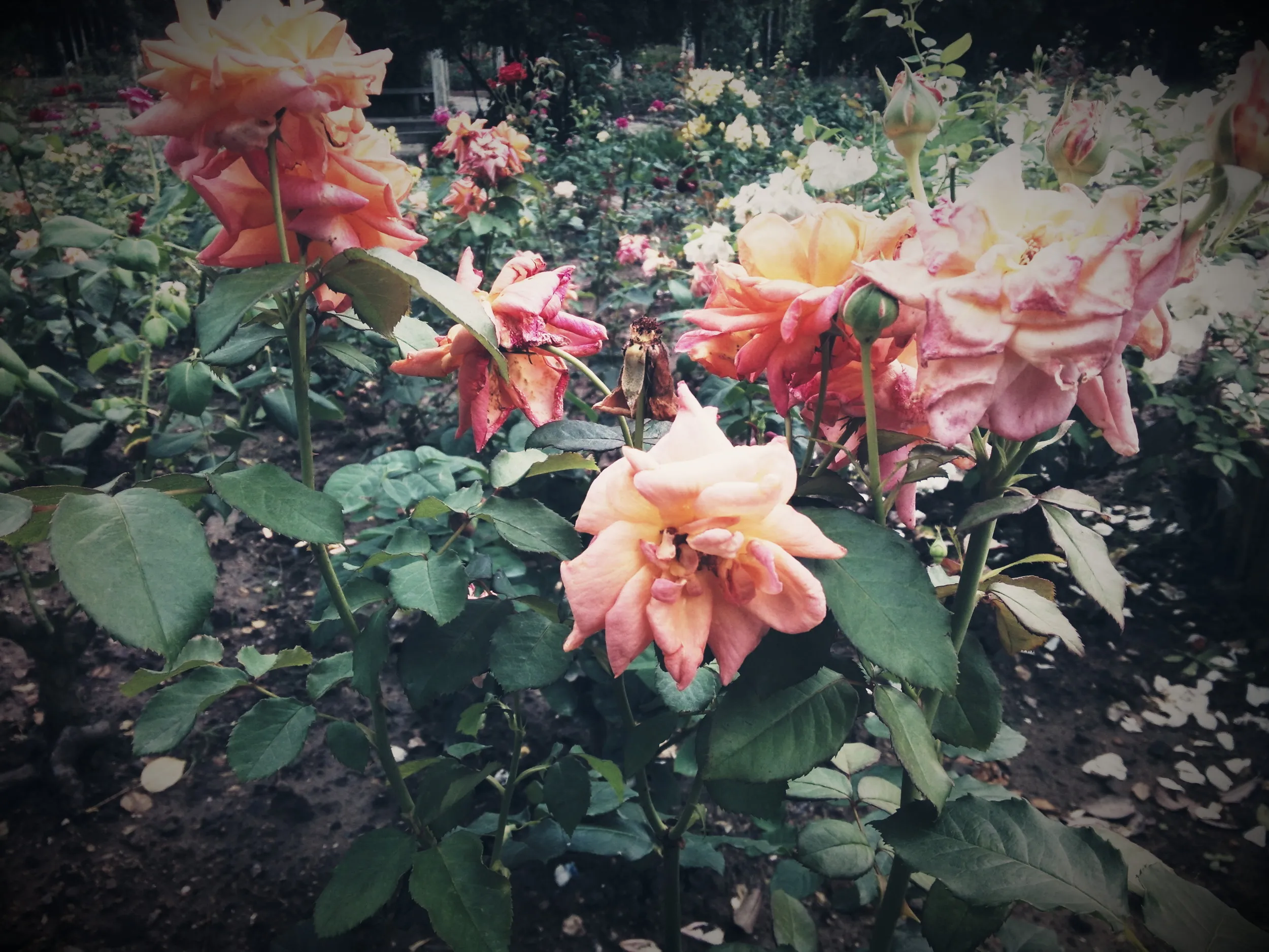 上海植物園観光、薔薇園