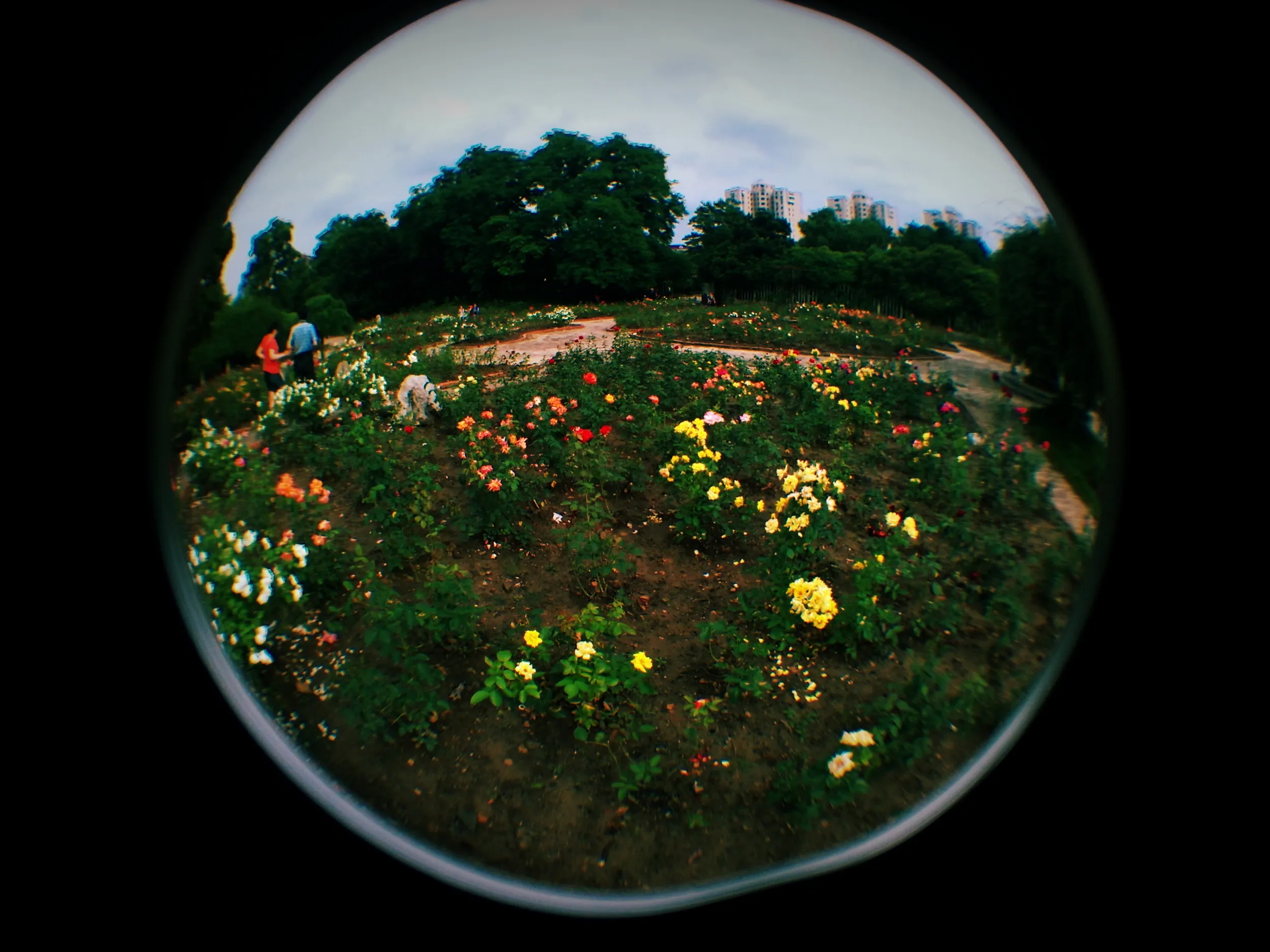 上海植物園観光、薔薇園
