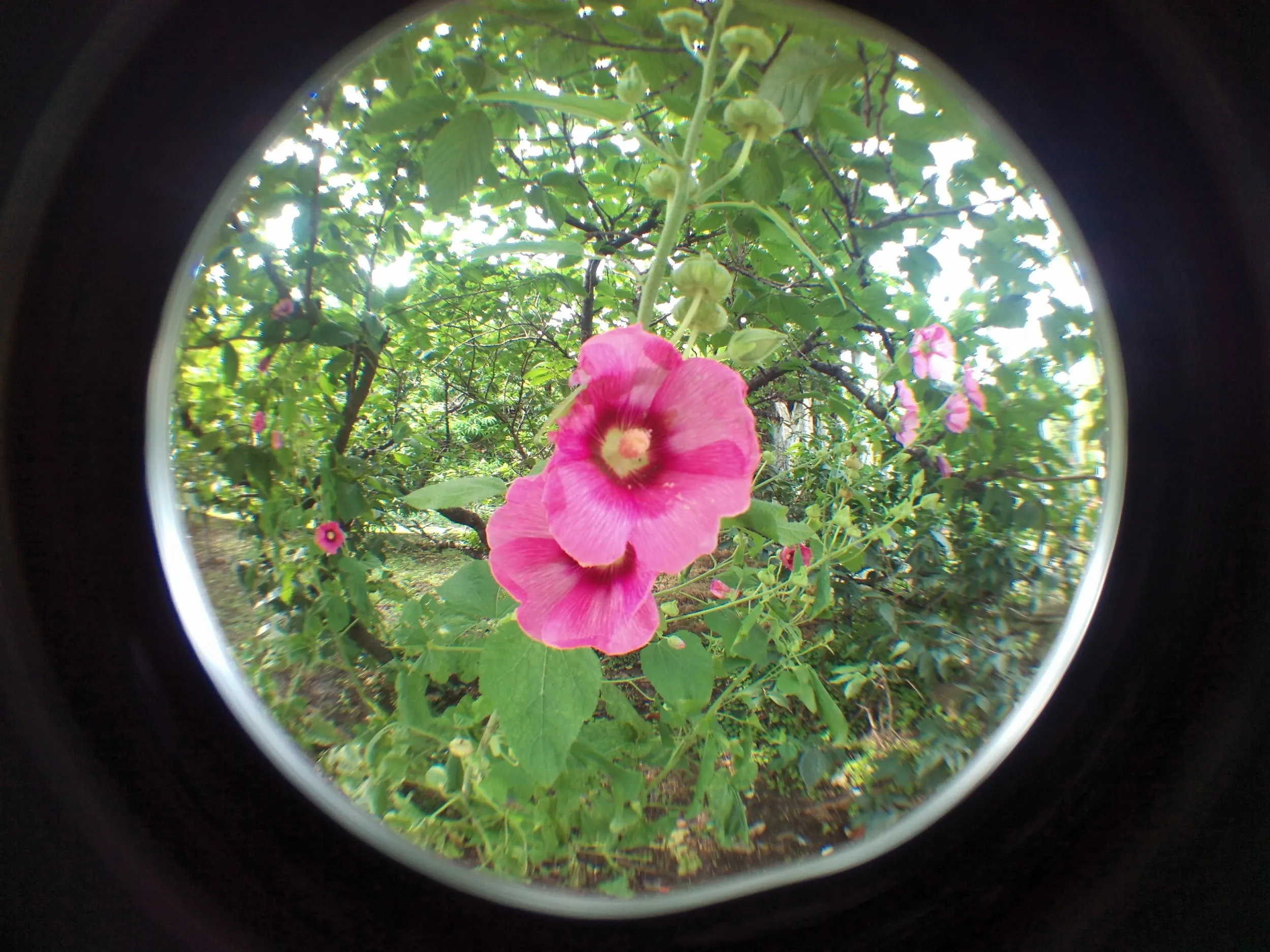 上海植物園観光、薔薇園