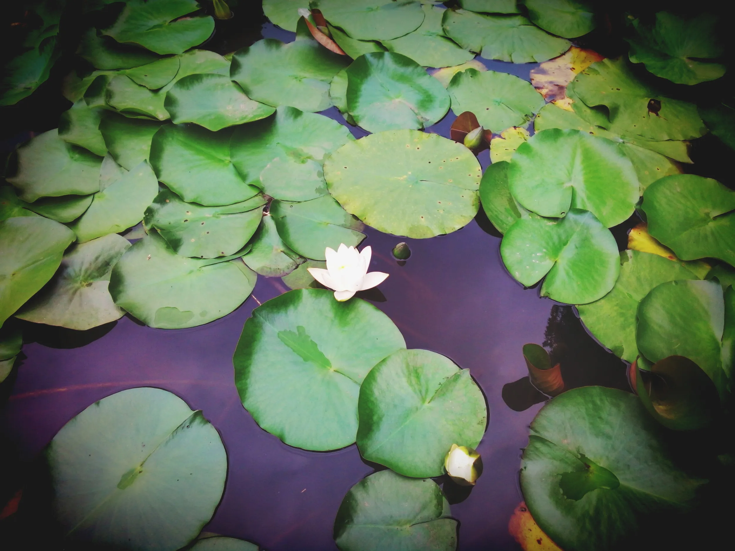 上海植物園観光、蓮の花