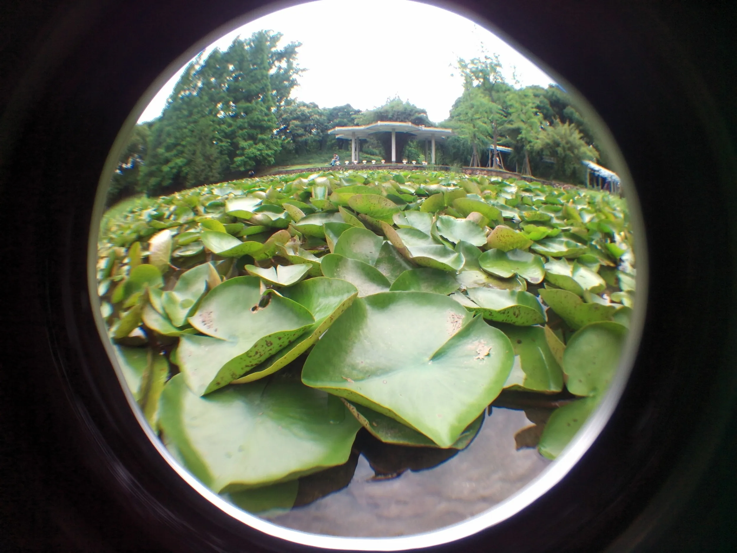 上海植物園観光