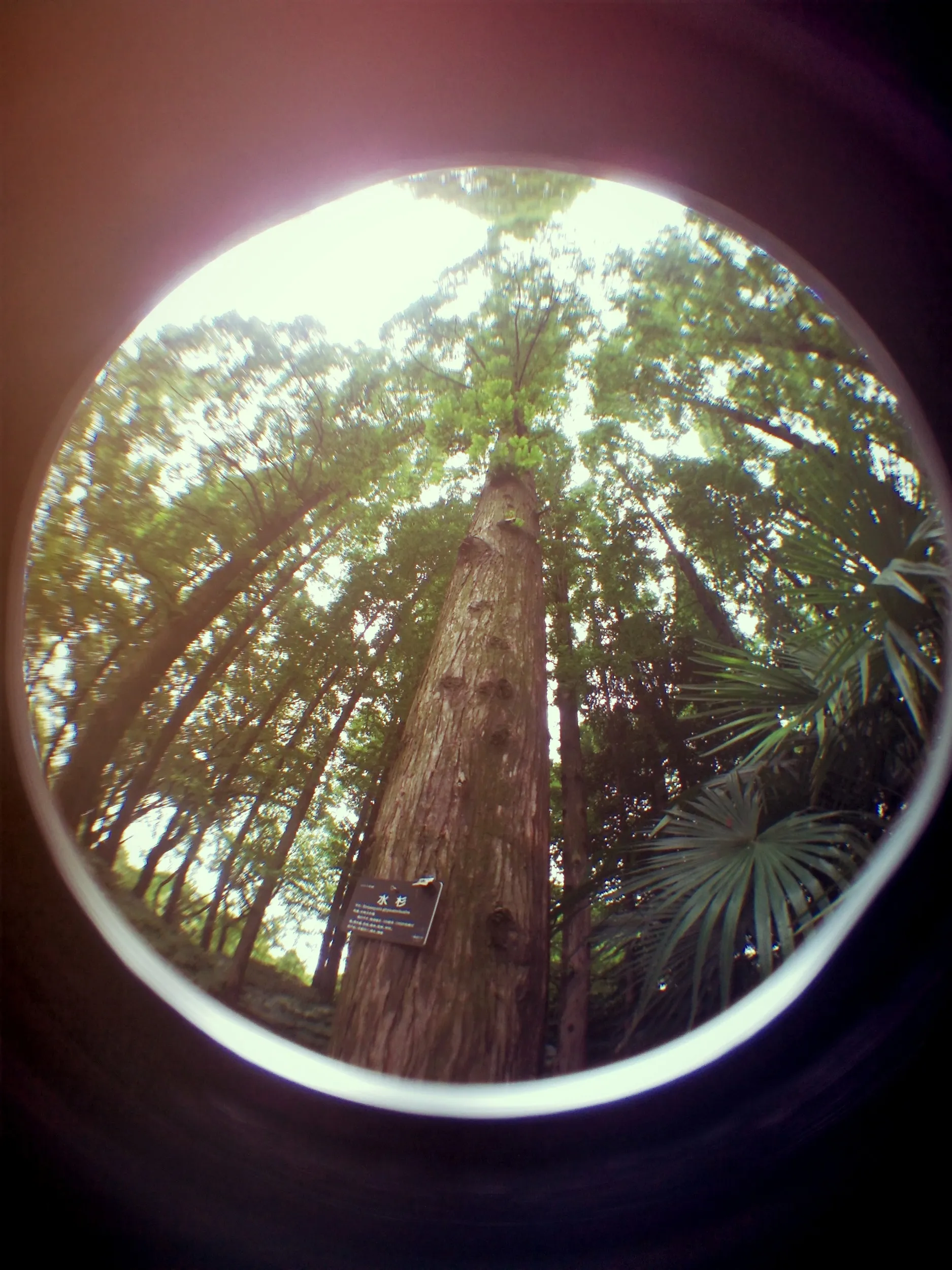 上海植物園観光