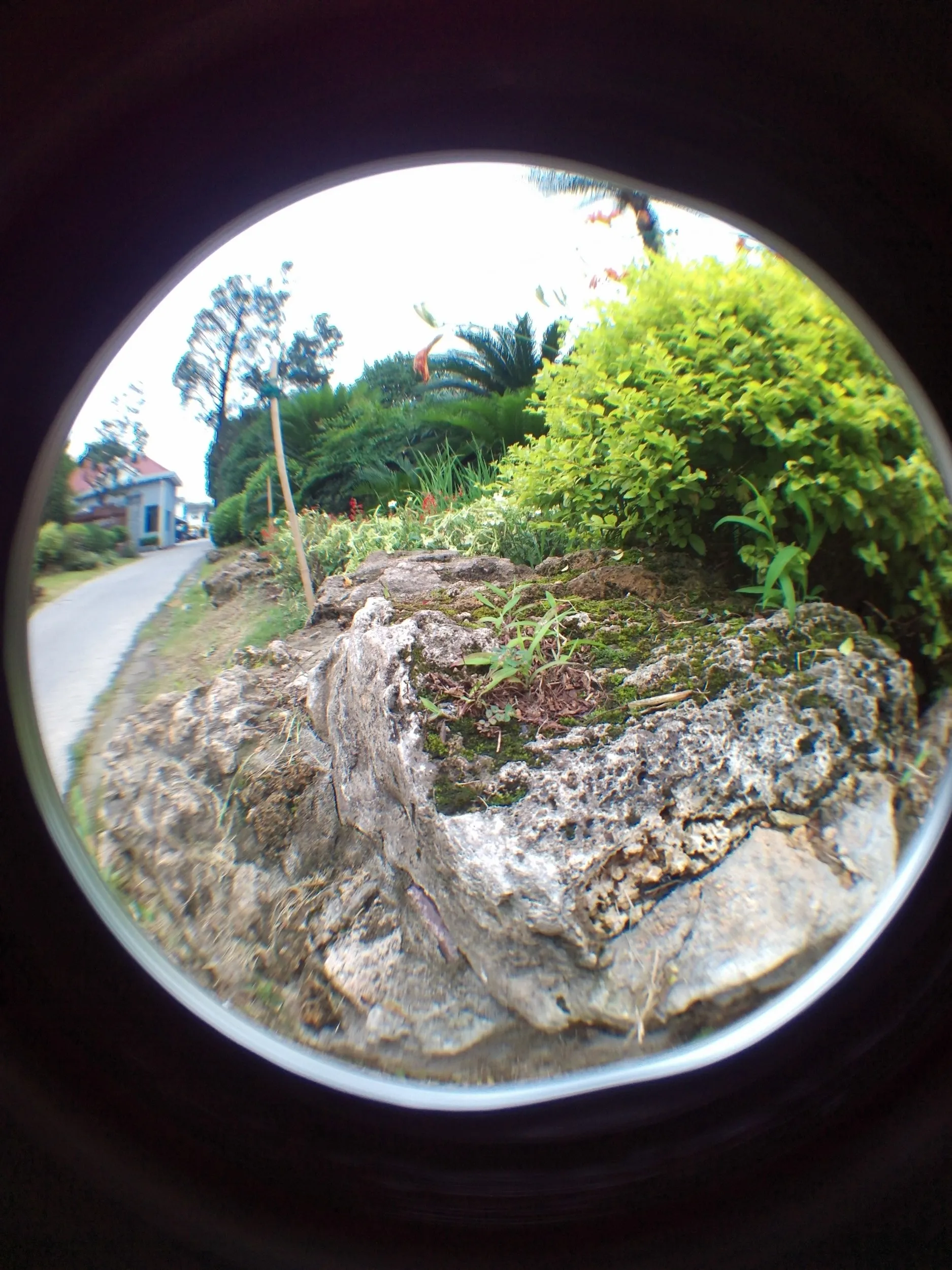 上海植物園観光