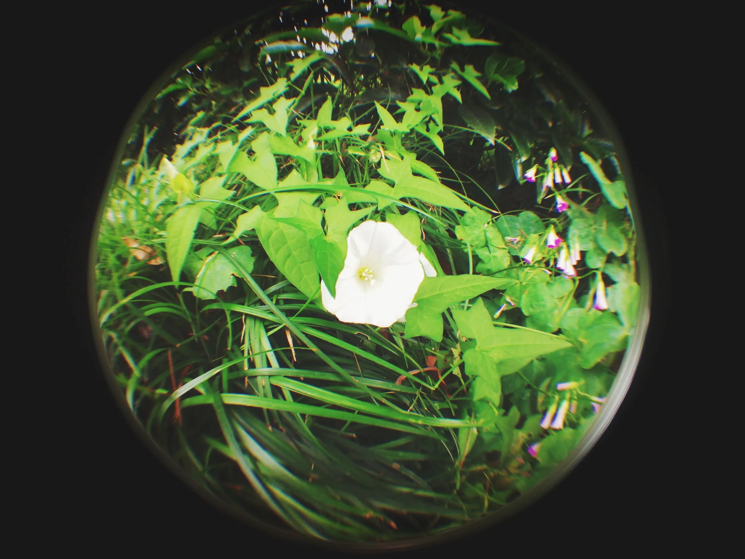 上海植物園観光