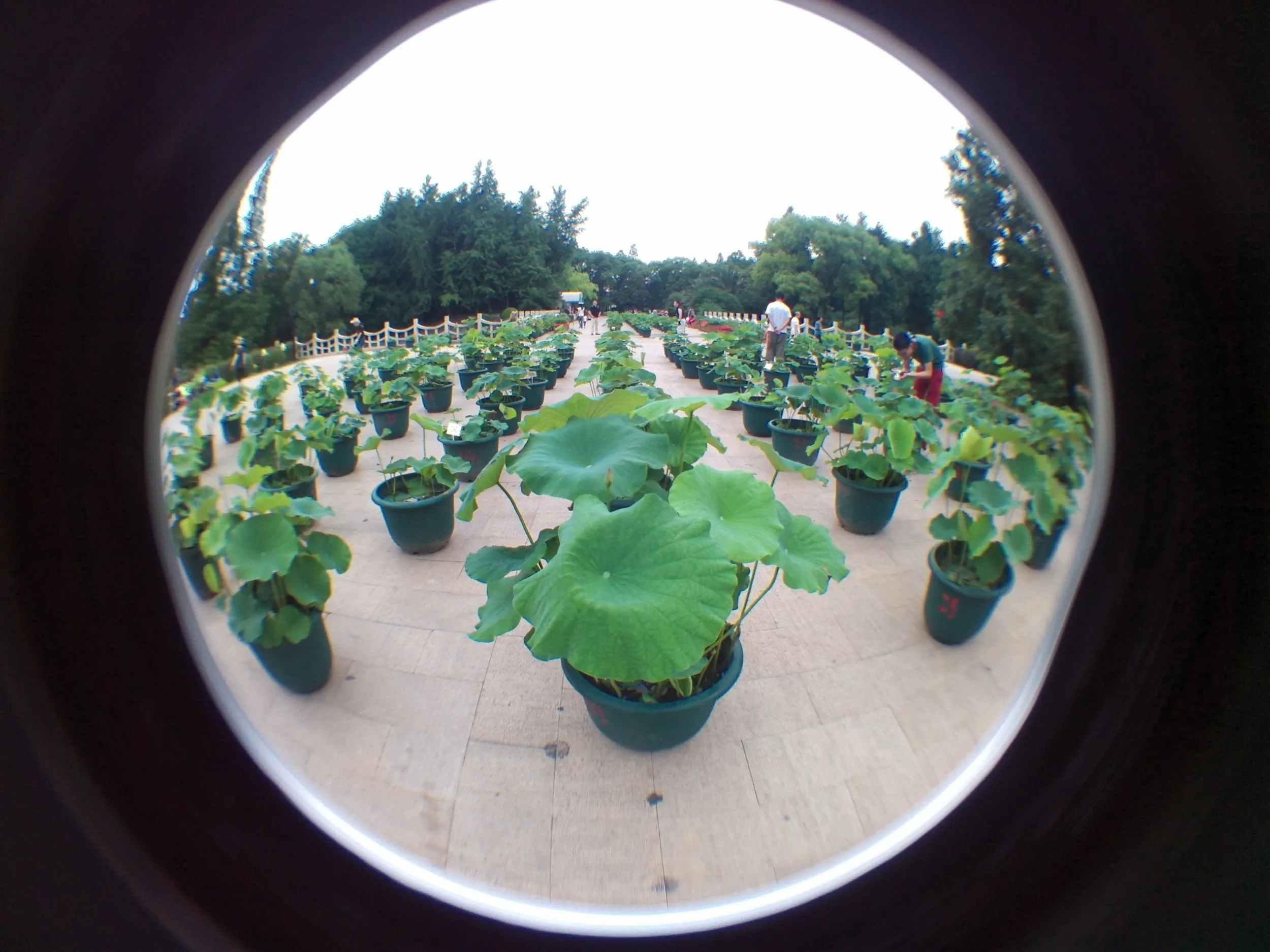 上海植物園観光