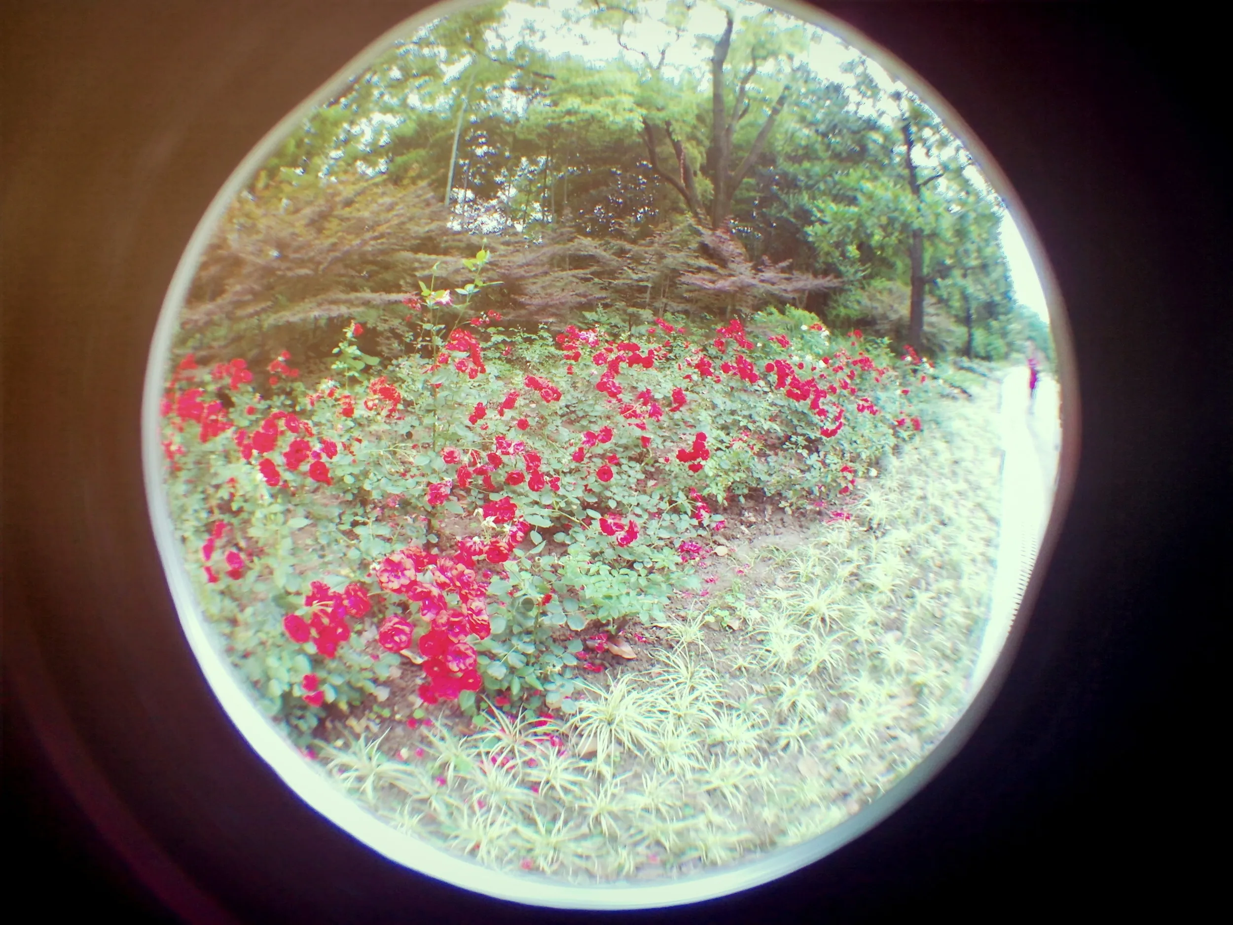 上海植物園観光