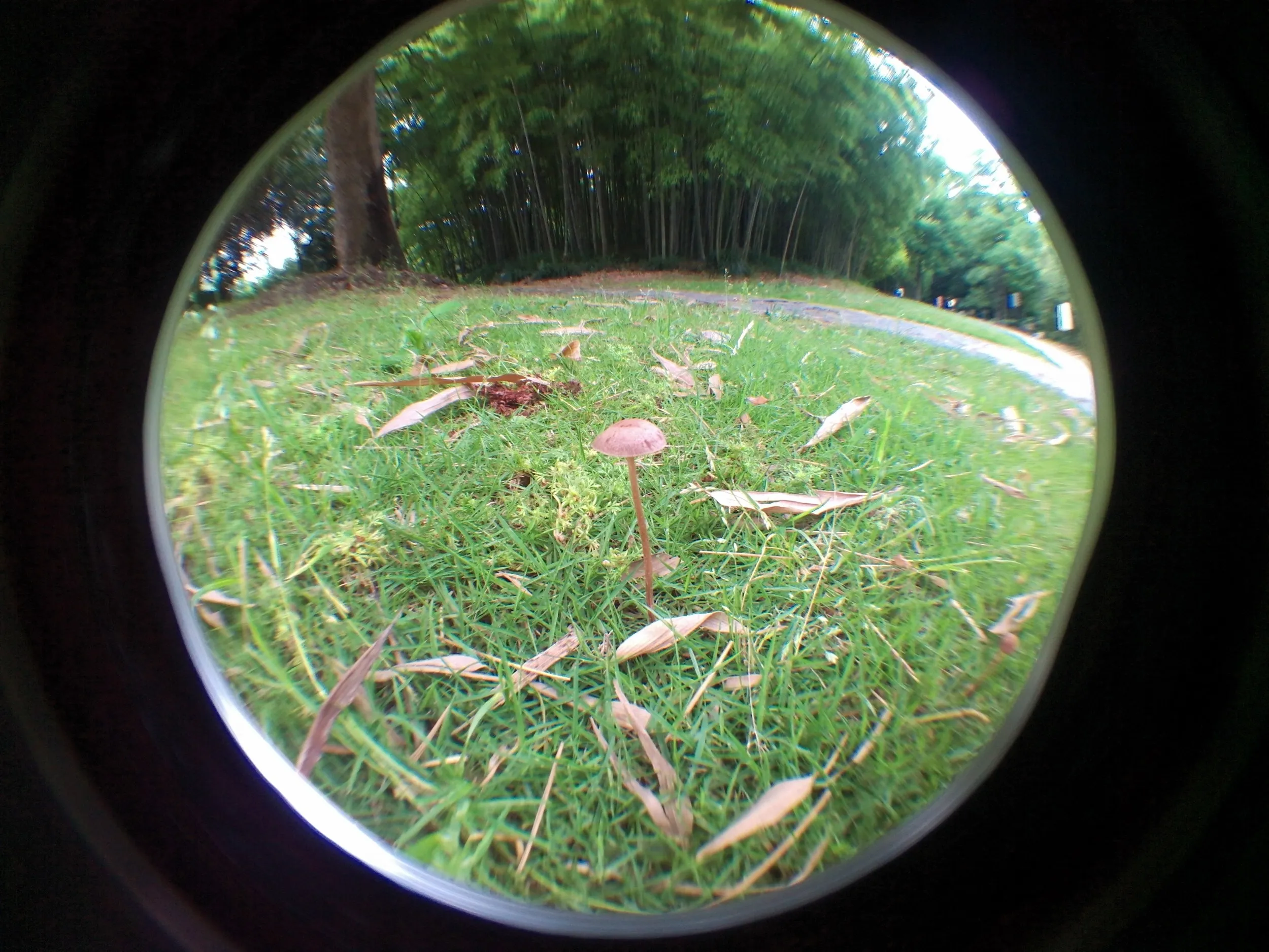 上海植物園観光