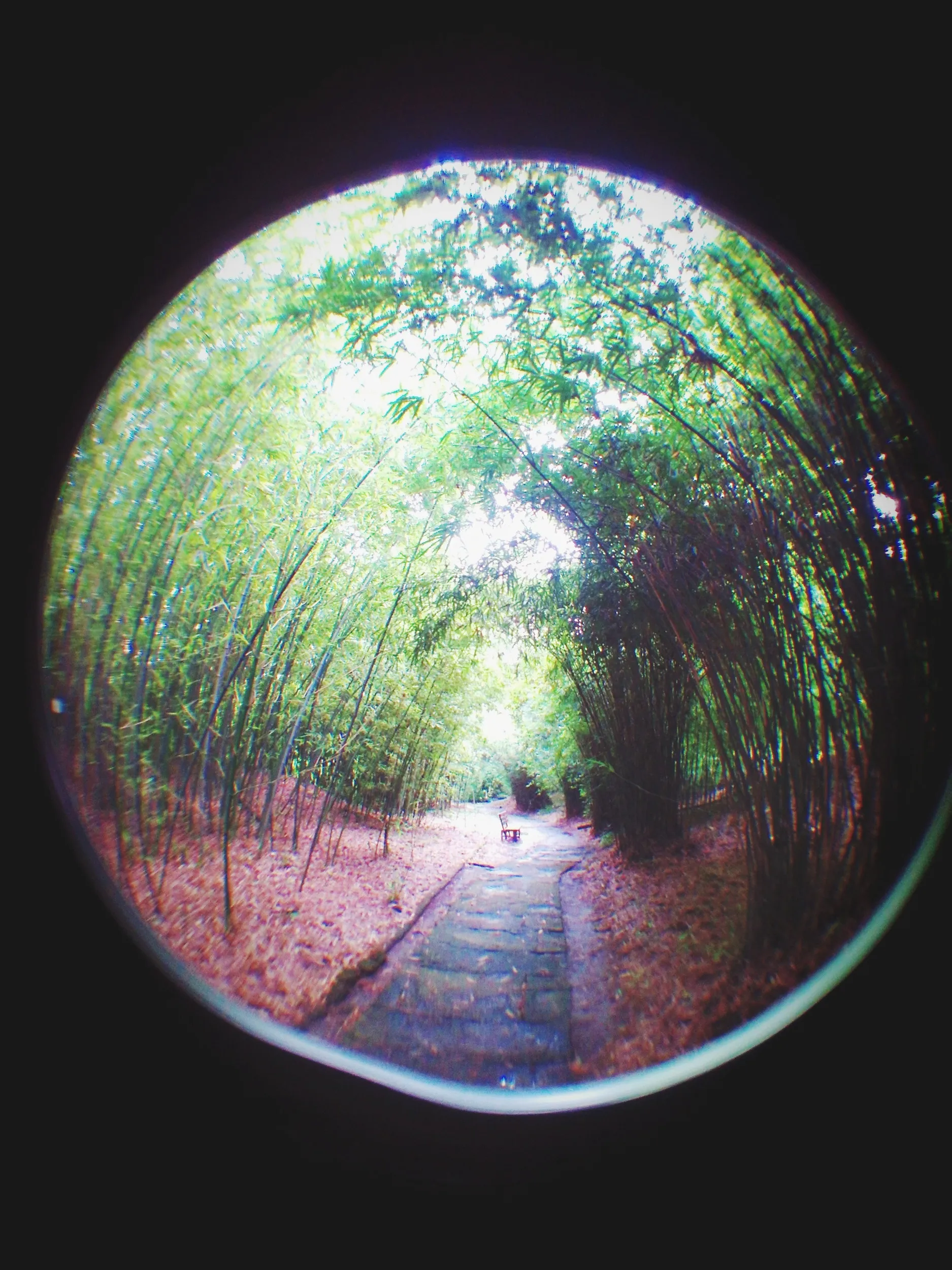 上海植物園観光、竹園