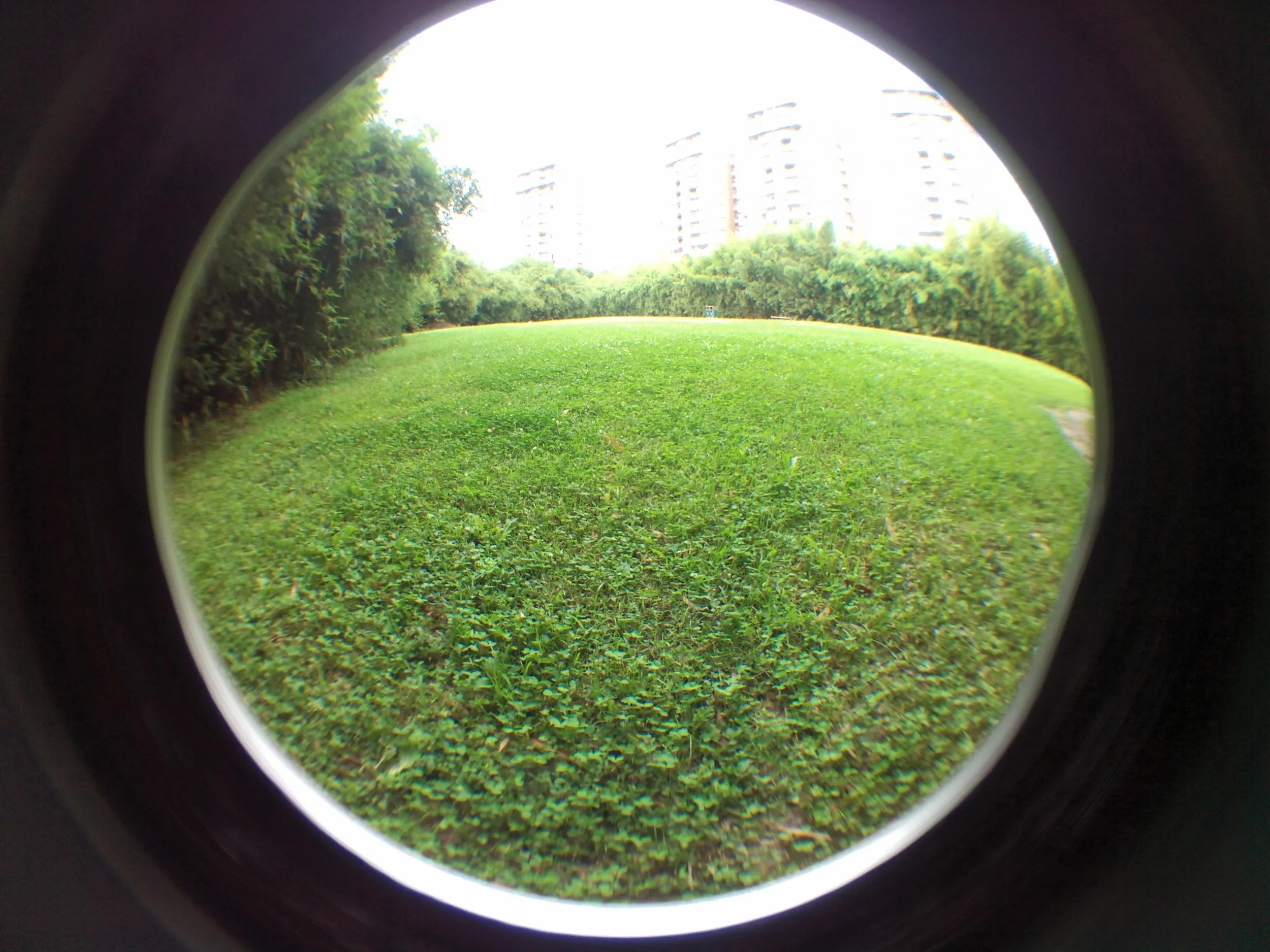 上海植物園観光、竹園付近