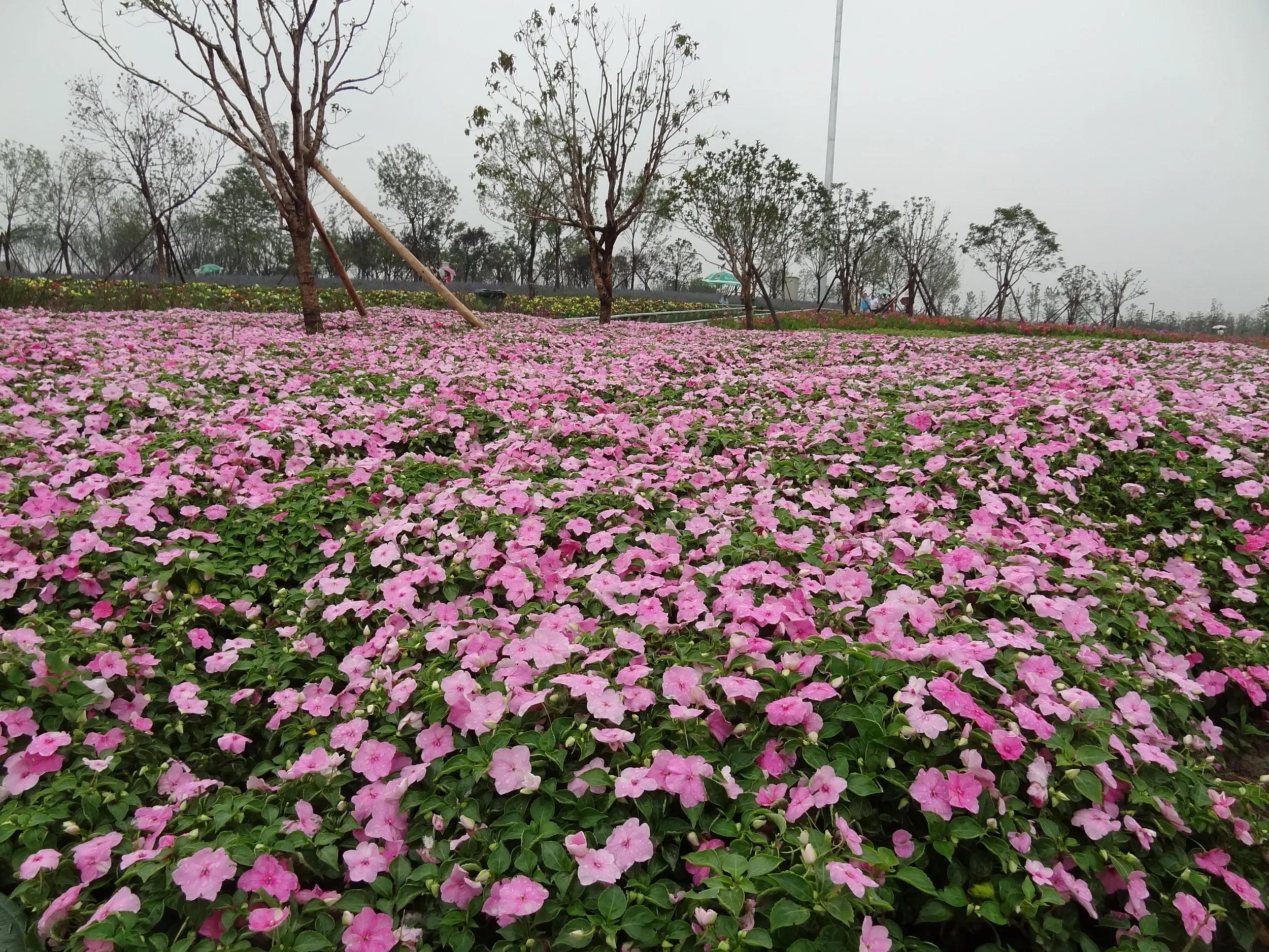 手入れされた花壇の花
