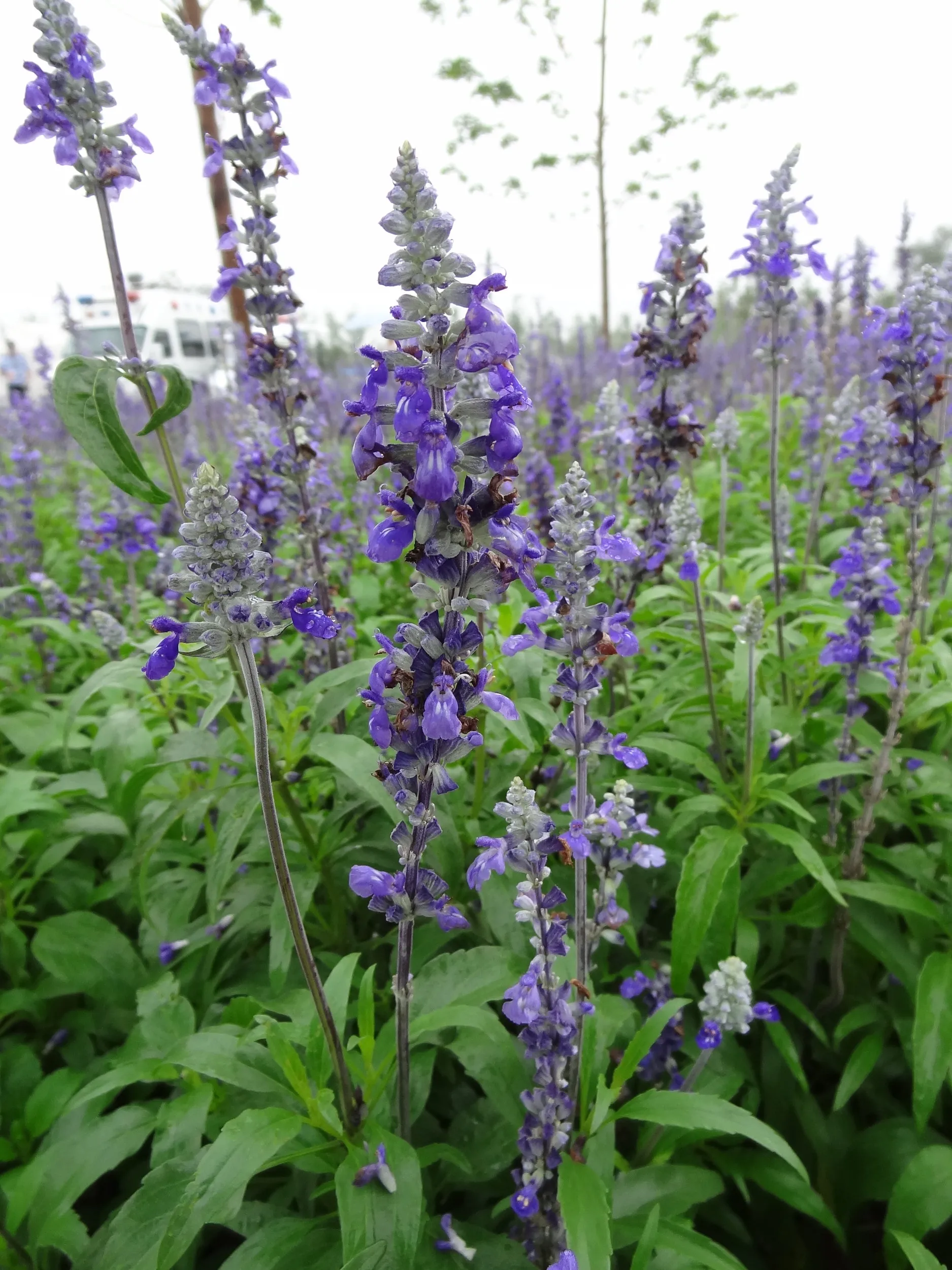 会場で見たラベンダーらしき花