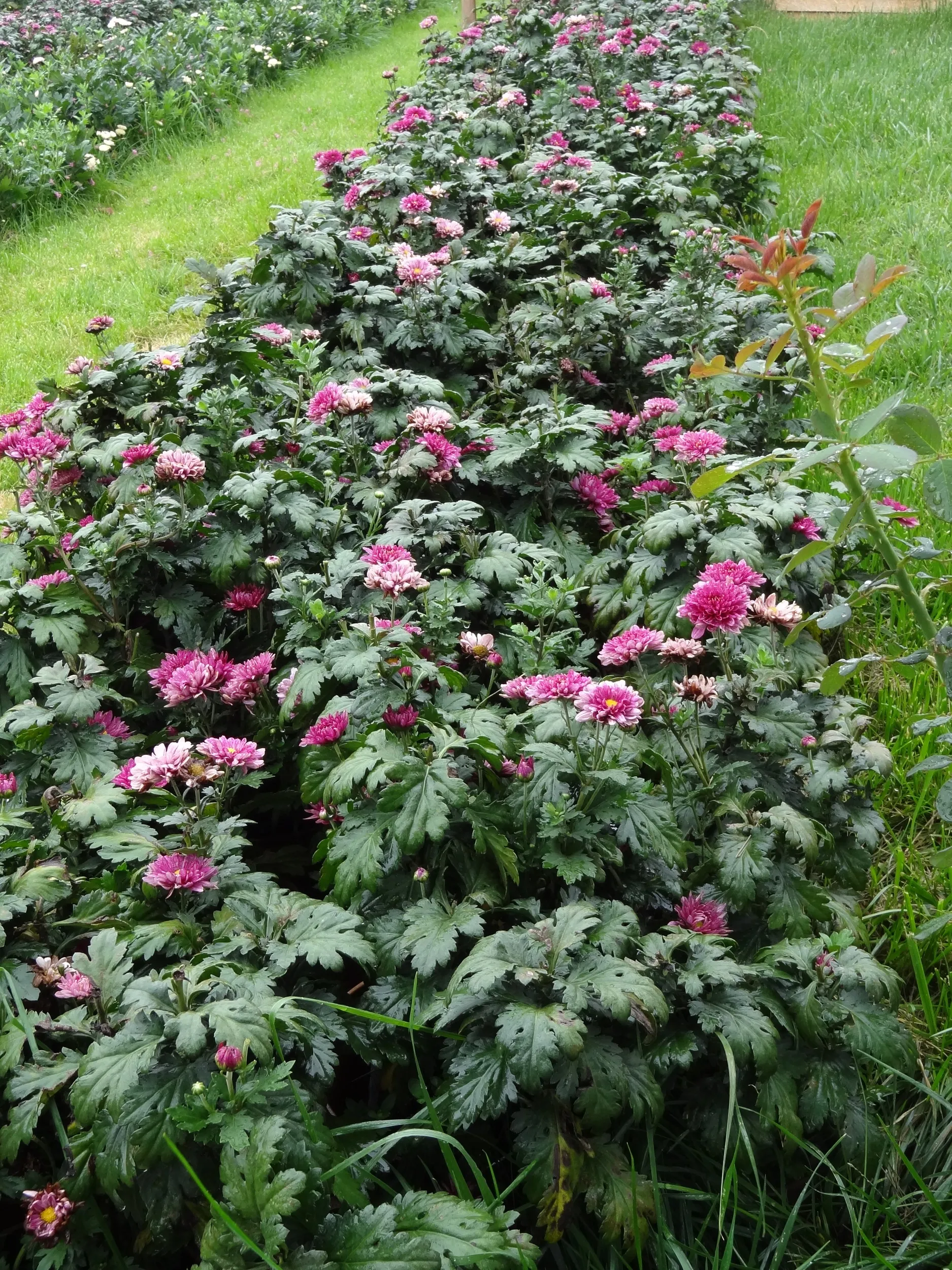 花壇に植えられていた花