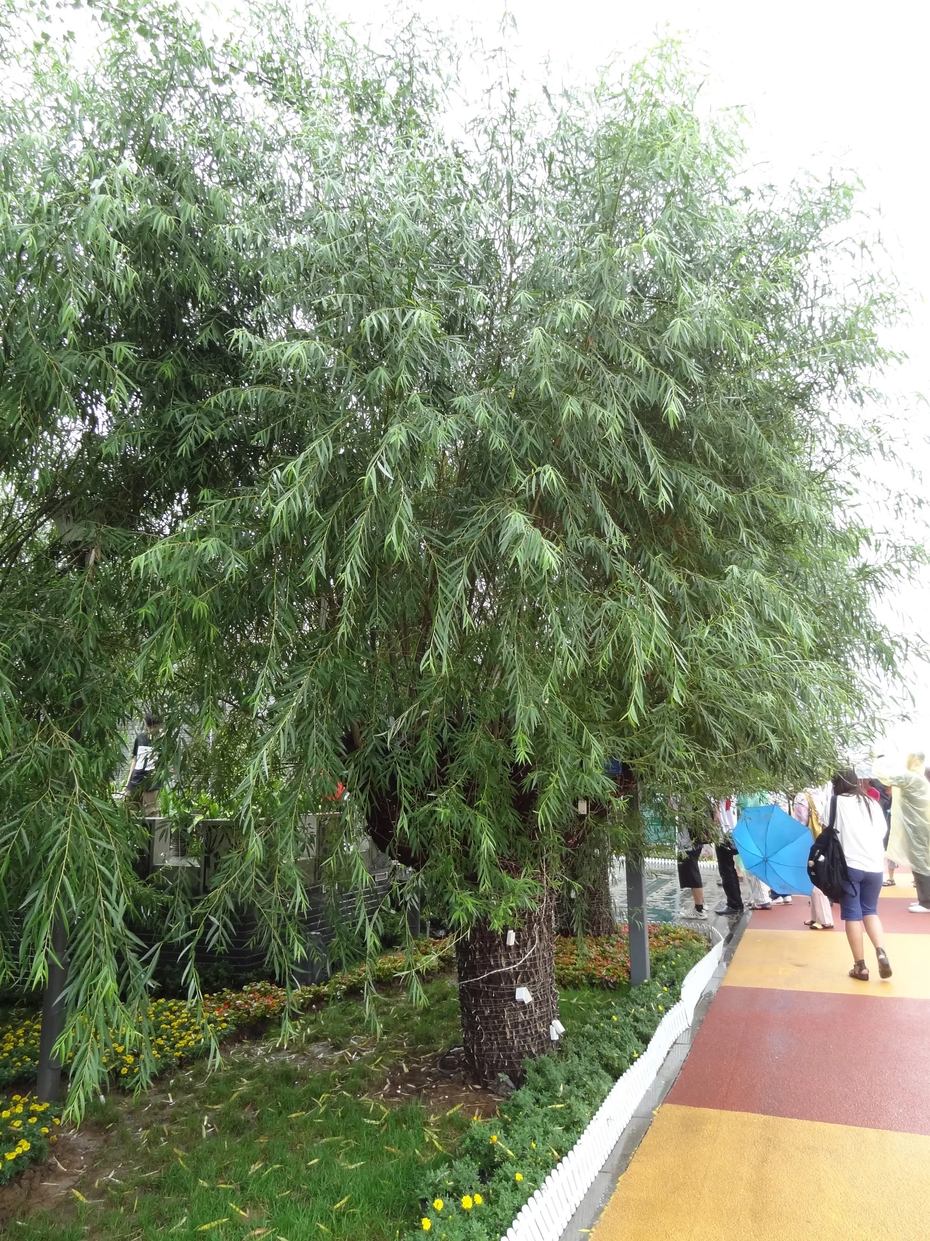 雨の降る会場内