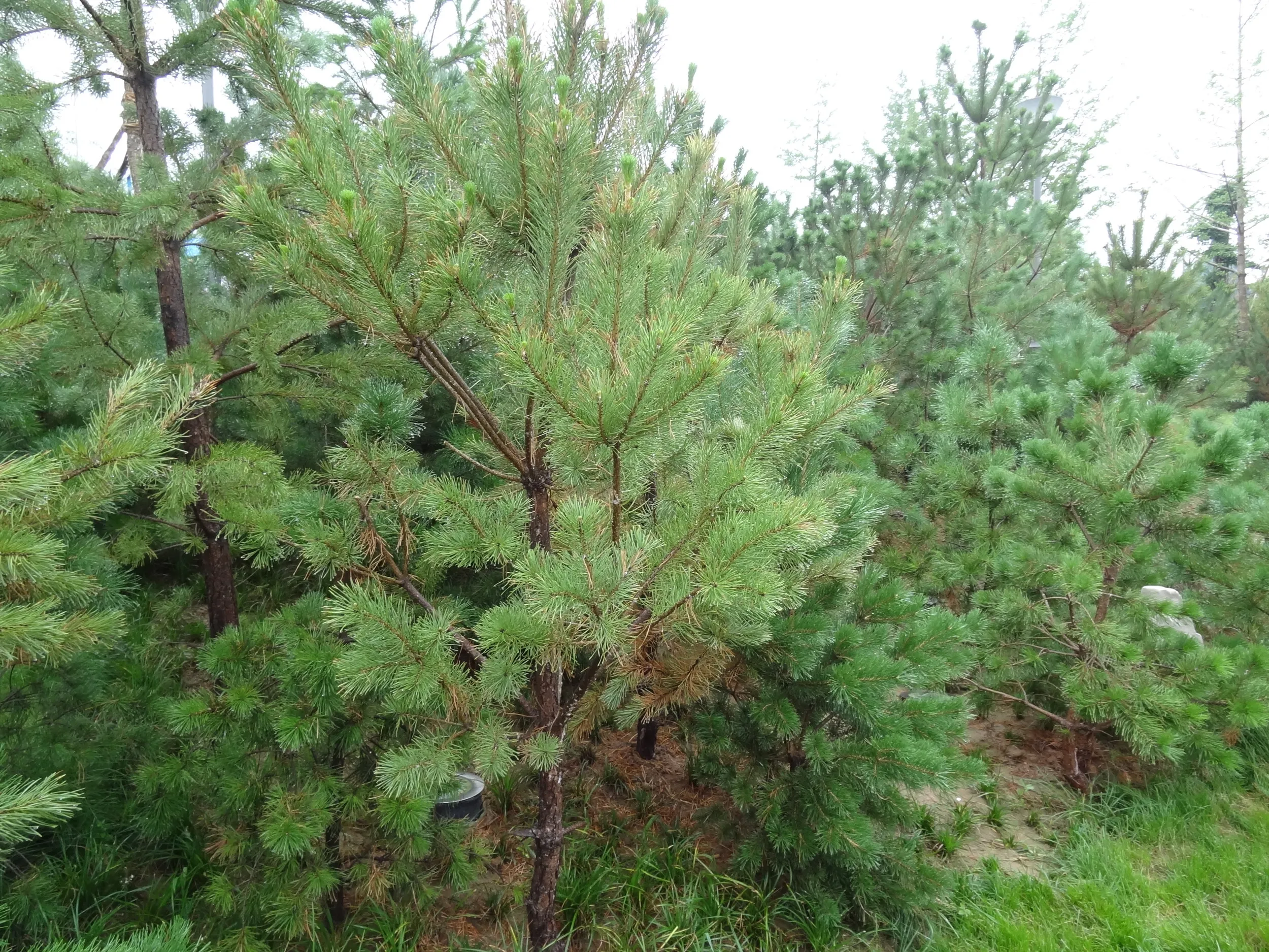 松の木が植えられた延安園