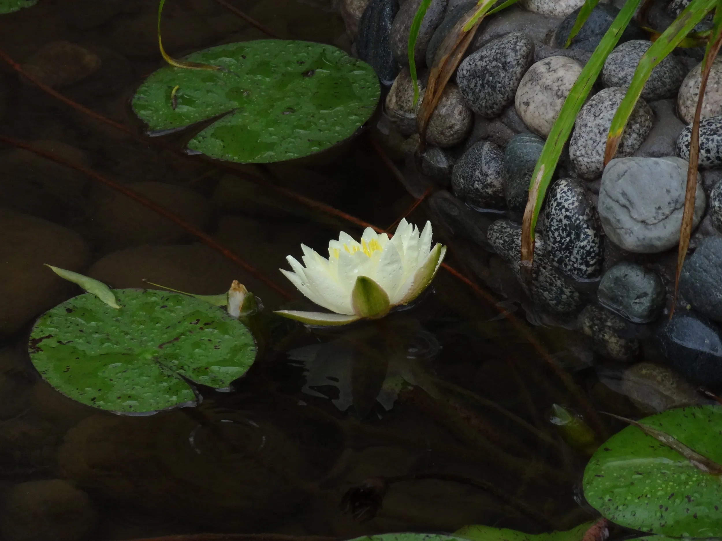 咸陽園の池に咲く蓮の花