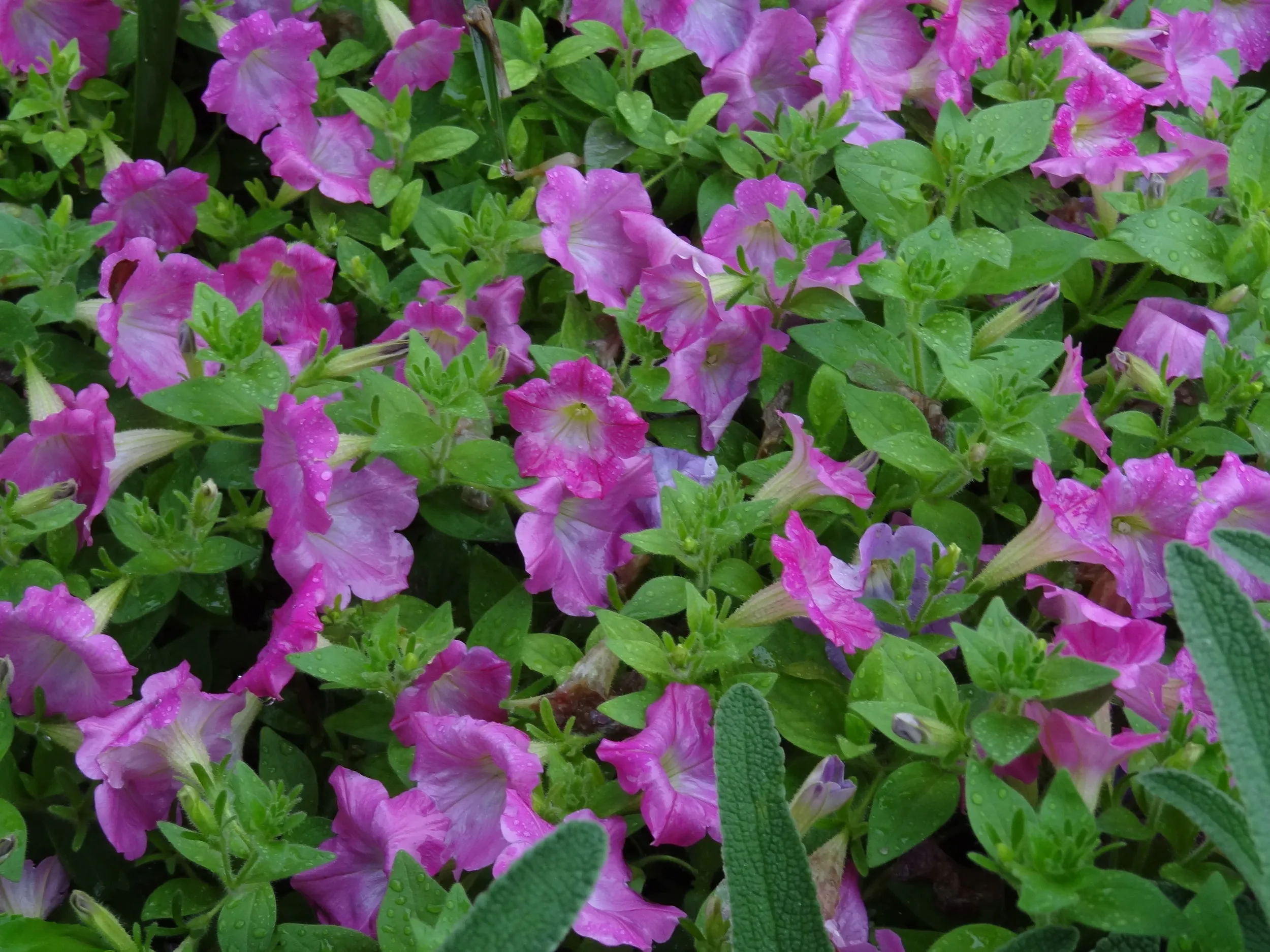 上海園に咲く花