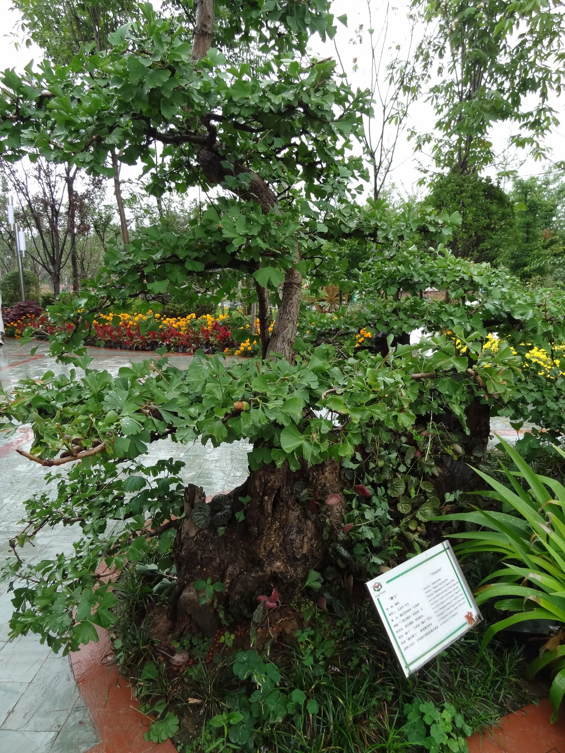 重慶園の風景