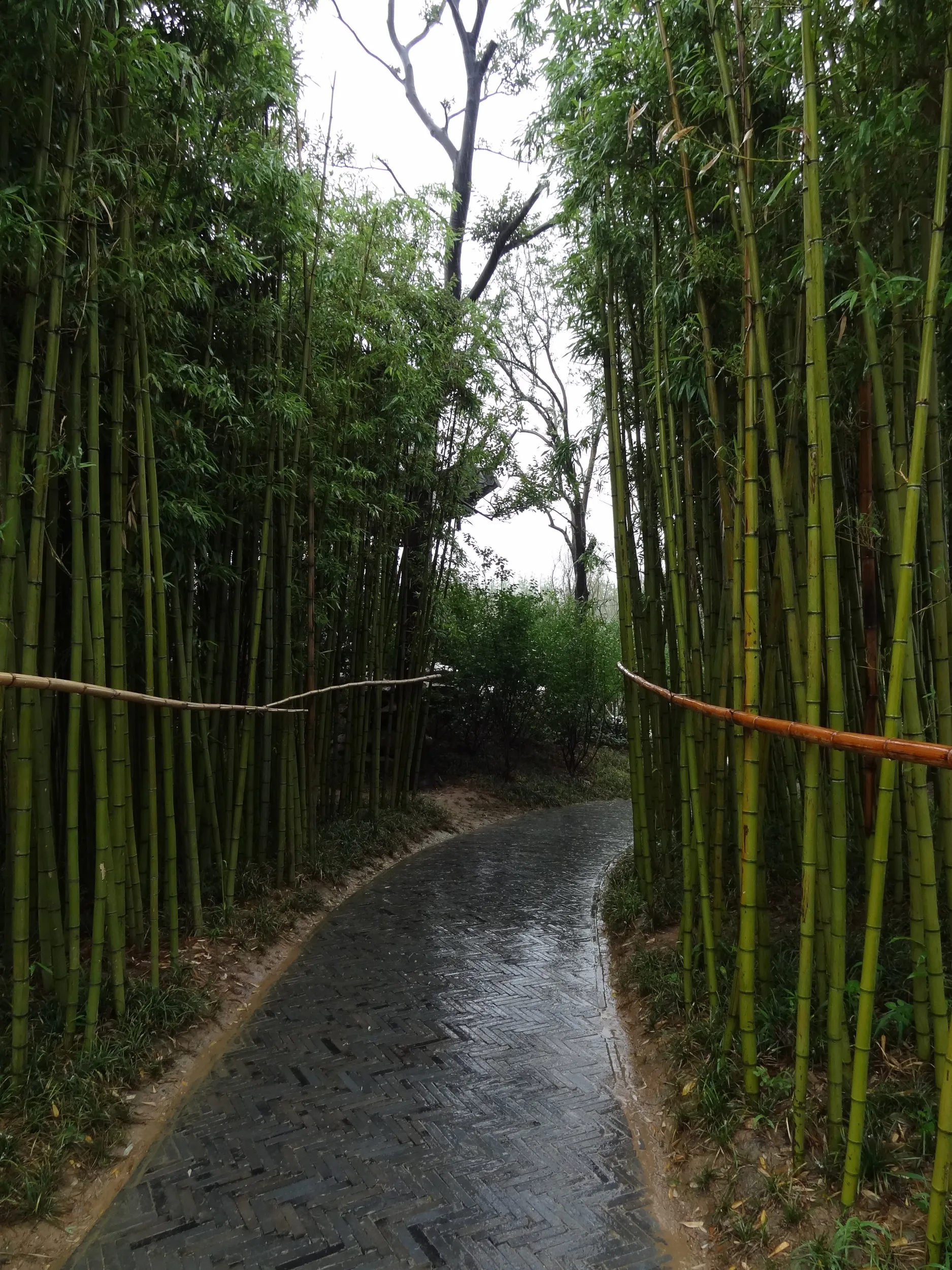 庭園内の竹林