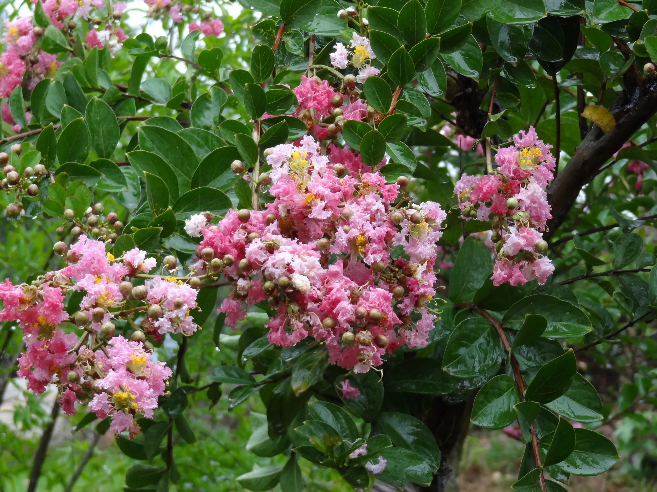 壮郷楼付近の花