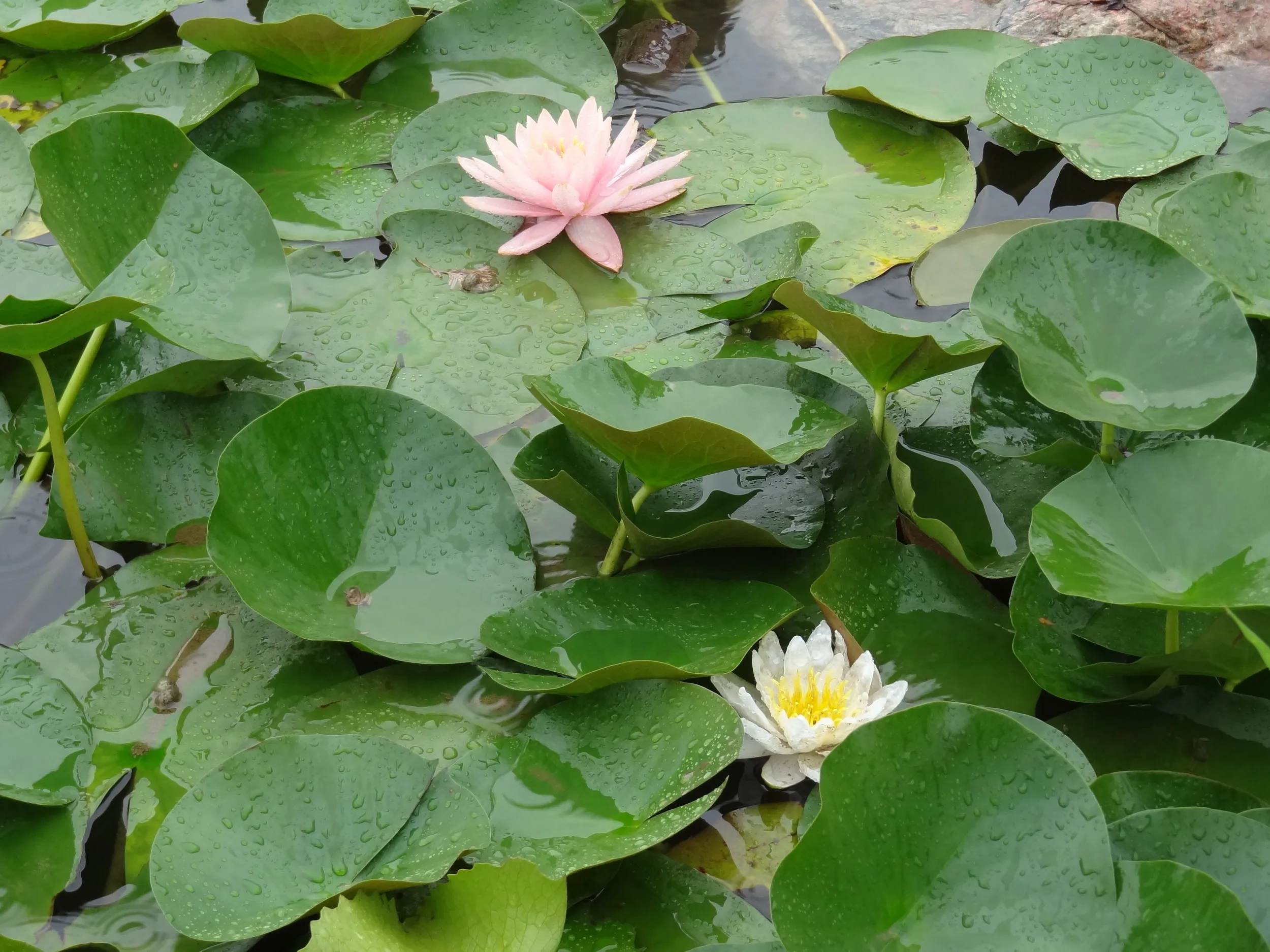 ミニチュアダムに咲くスイレンの花