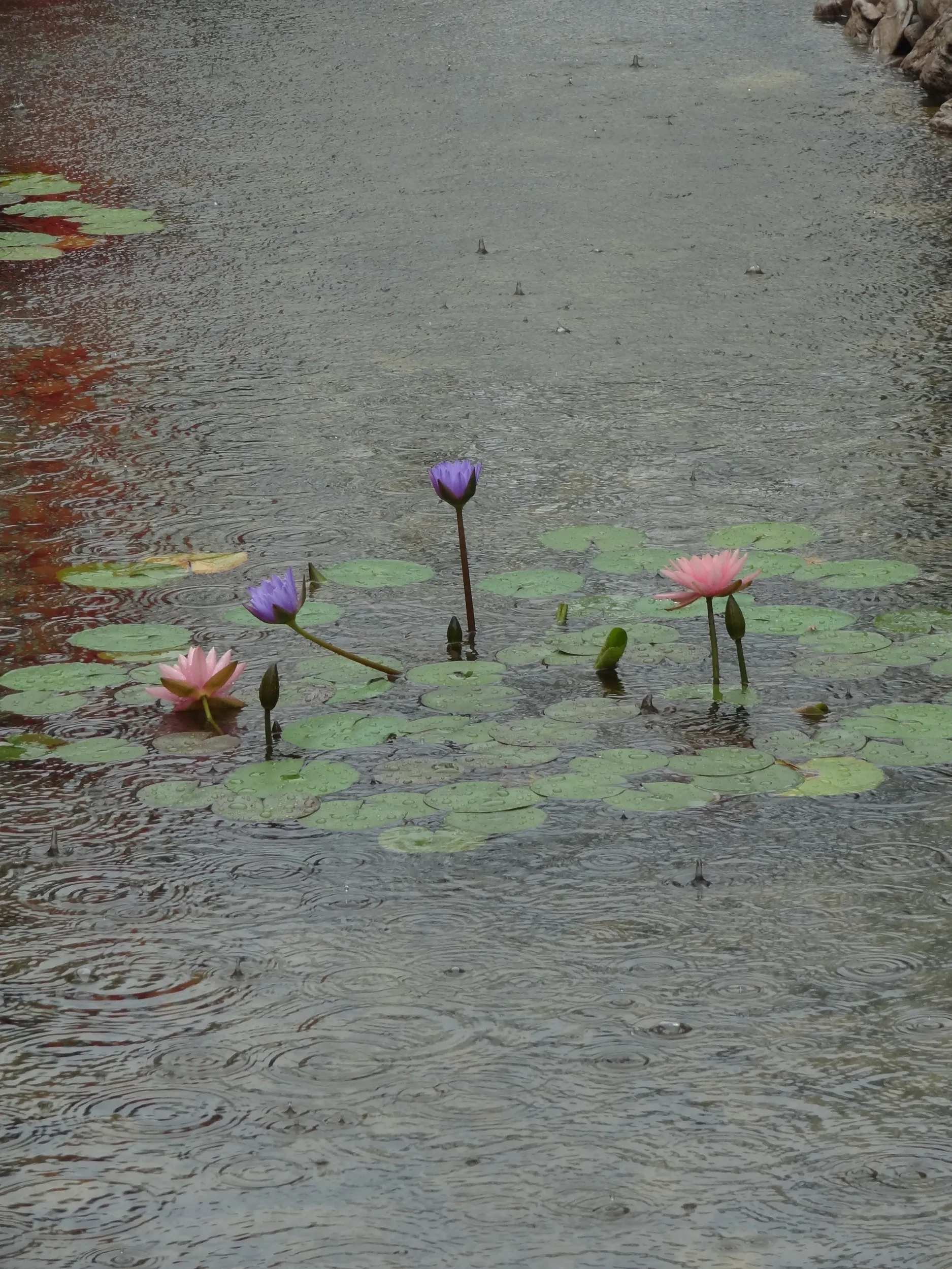 澳門園の池に咲く花