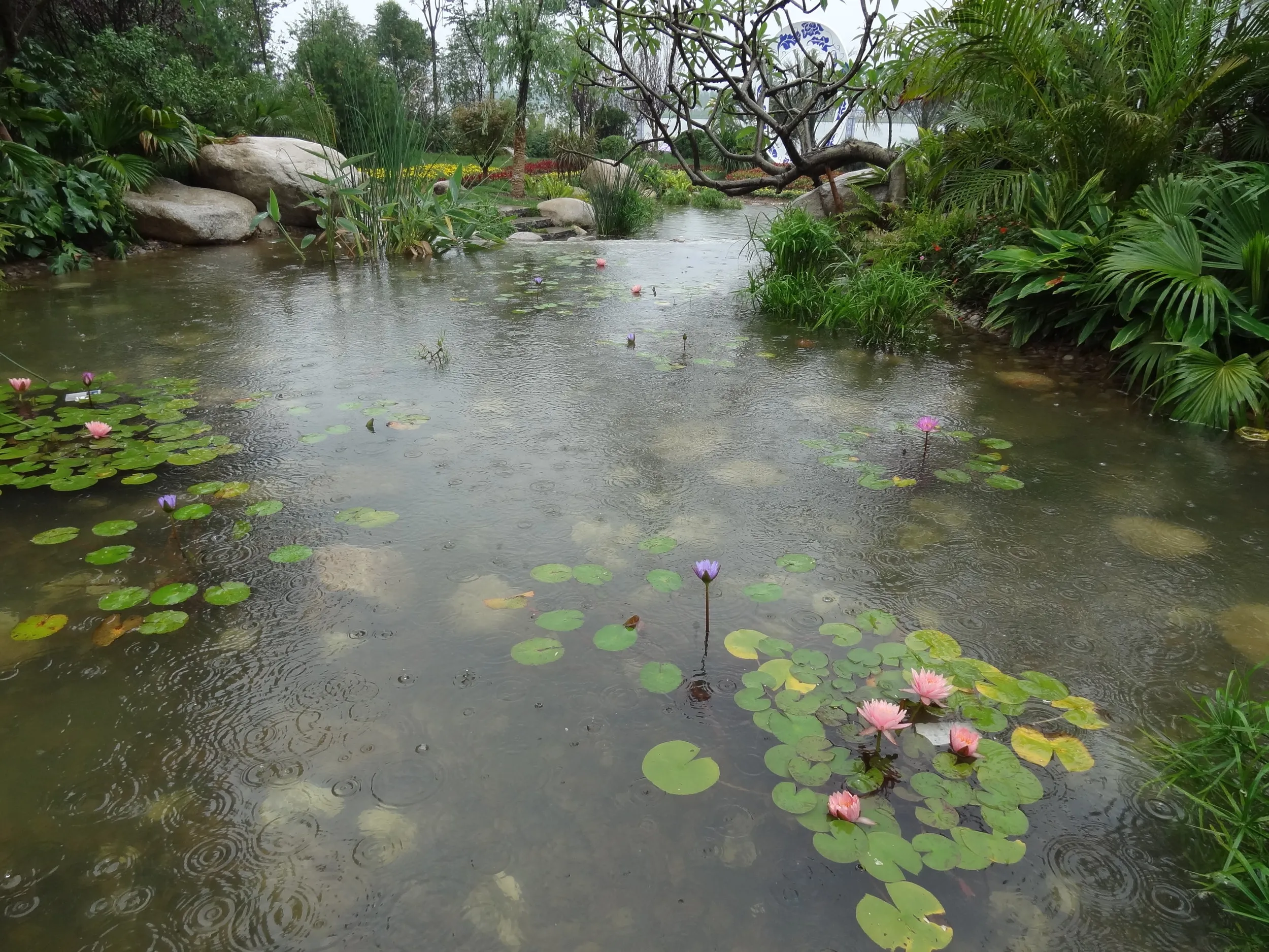 広東広州園の池とスイレンの花