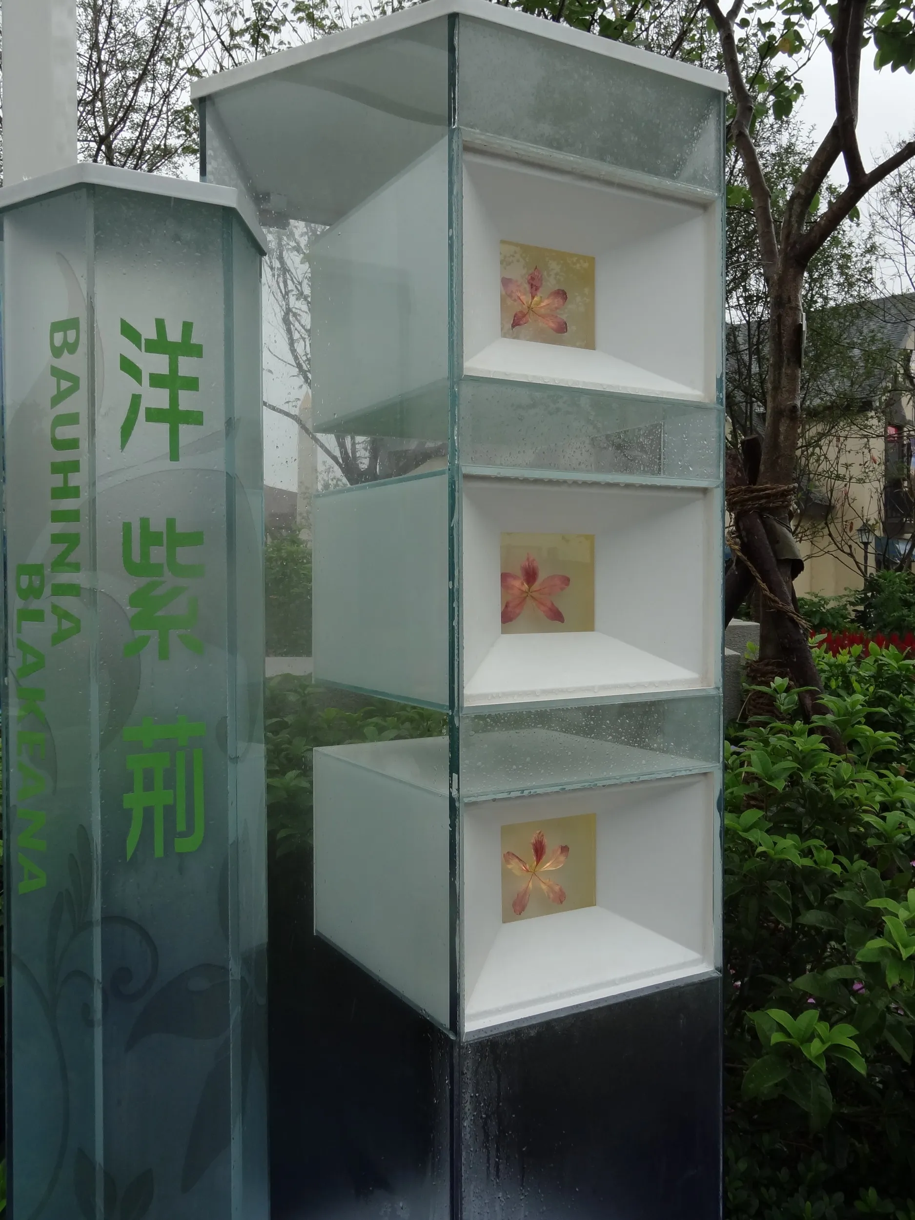 紫のバラの展示