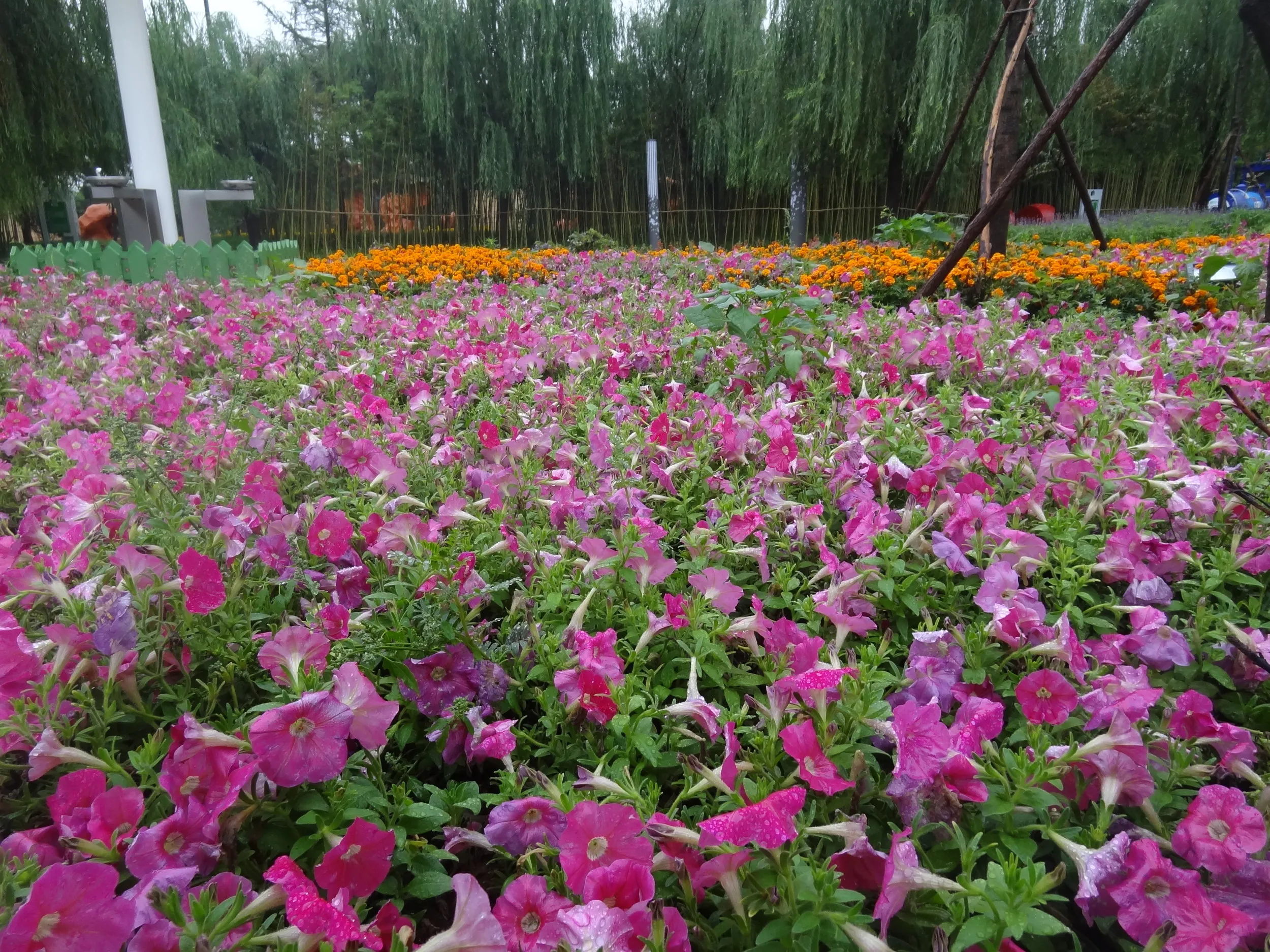 スウェーデン園の花畑