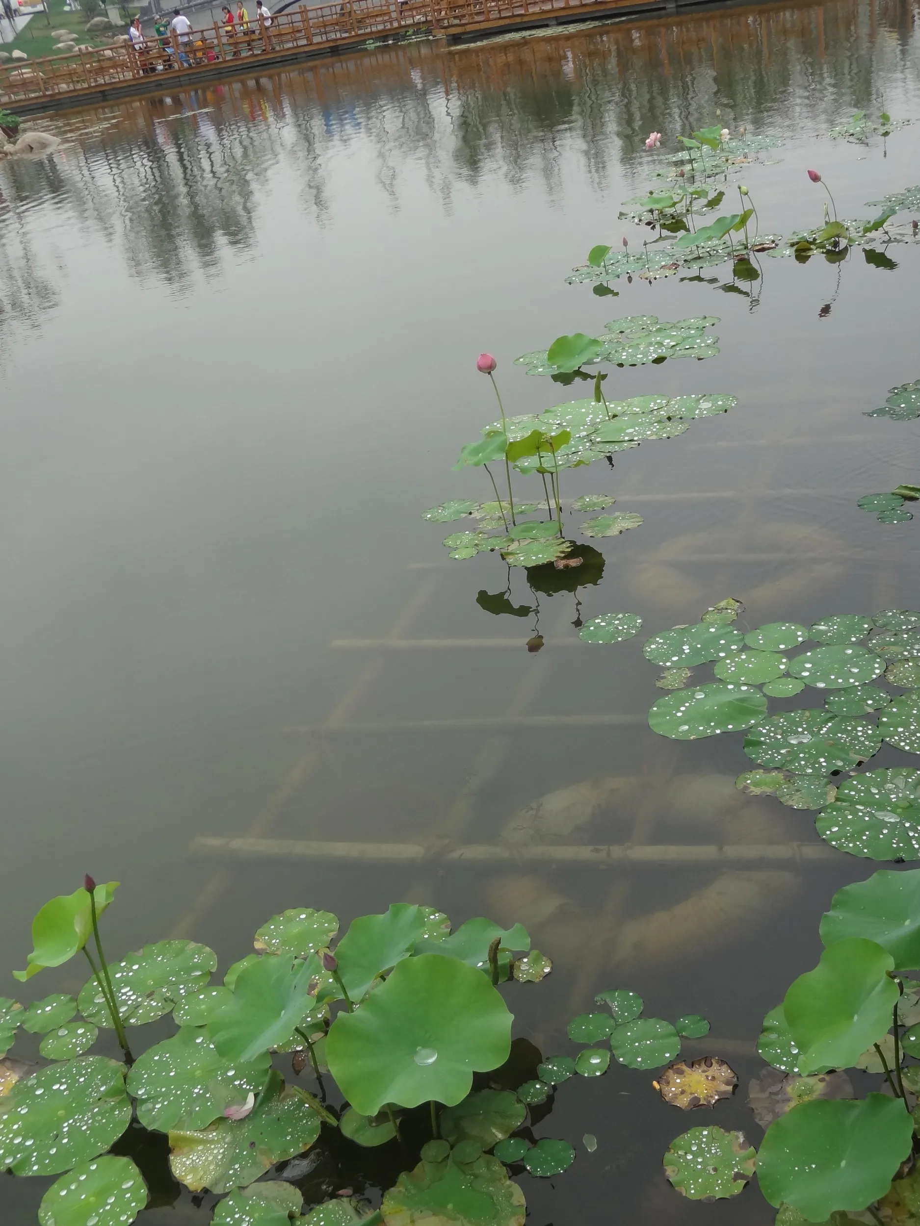雨に濡れた蓮の花