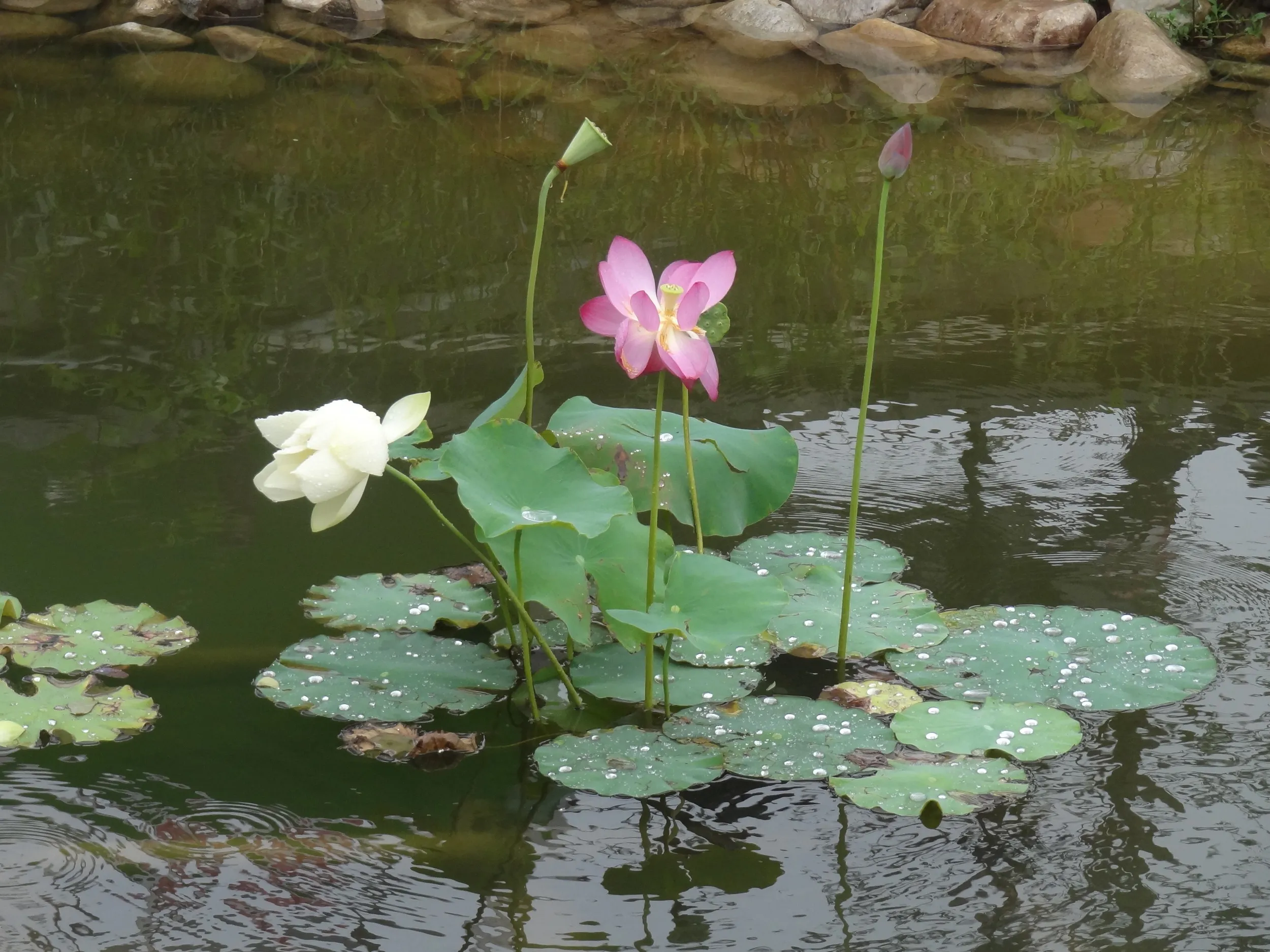 池に咲く蓮の花
