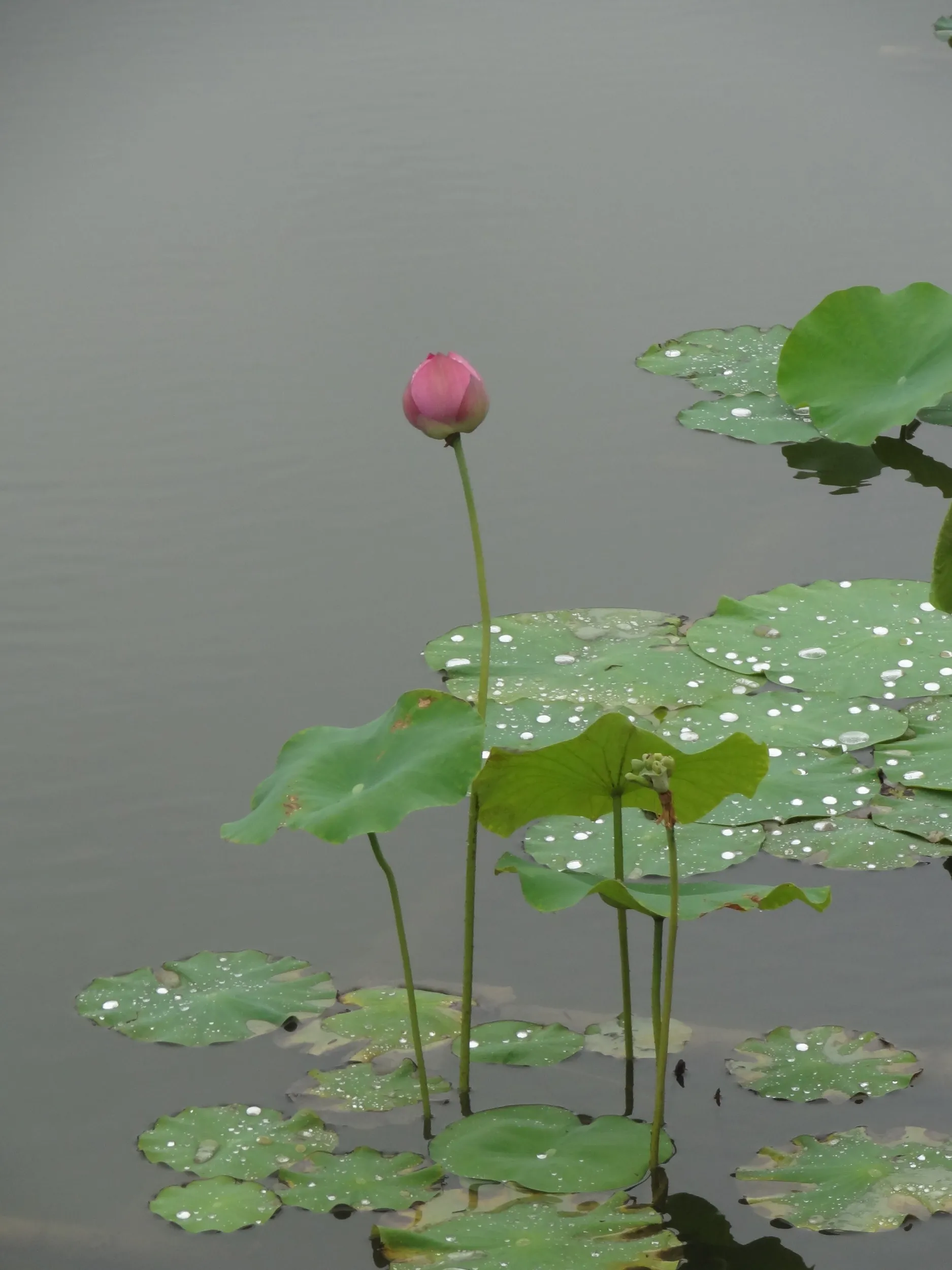 美しい蓮の花