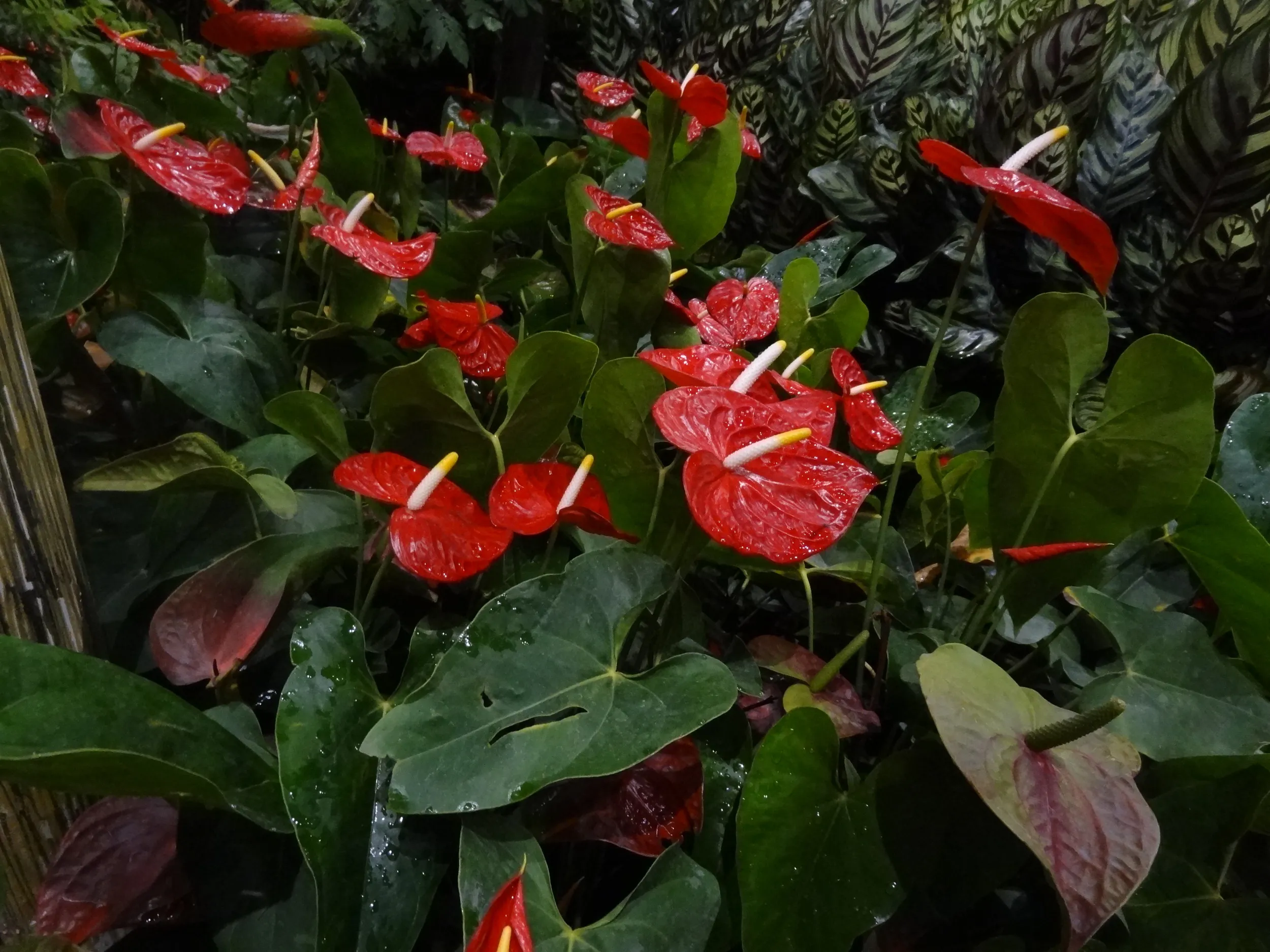 自然館の熱帯植物