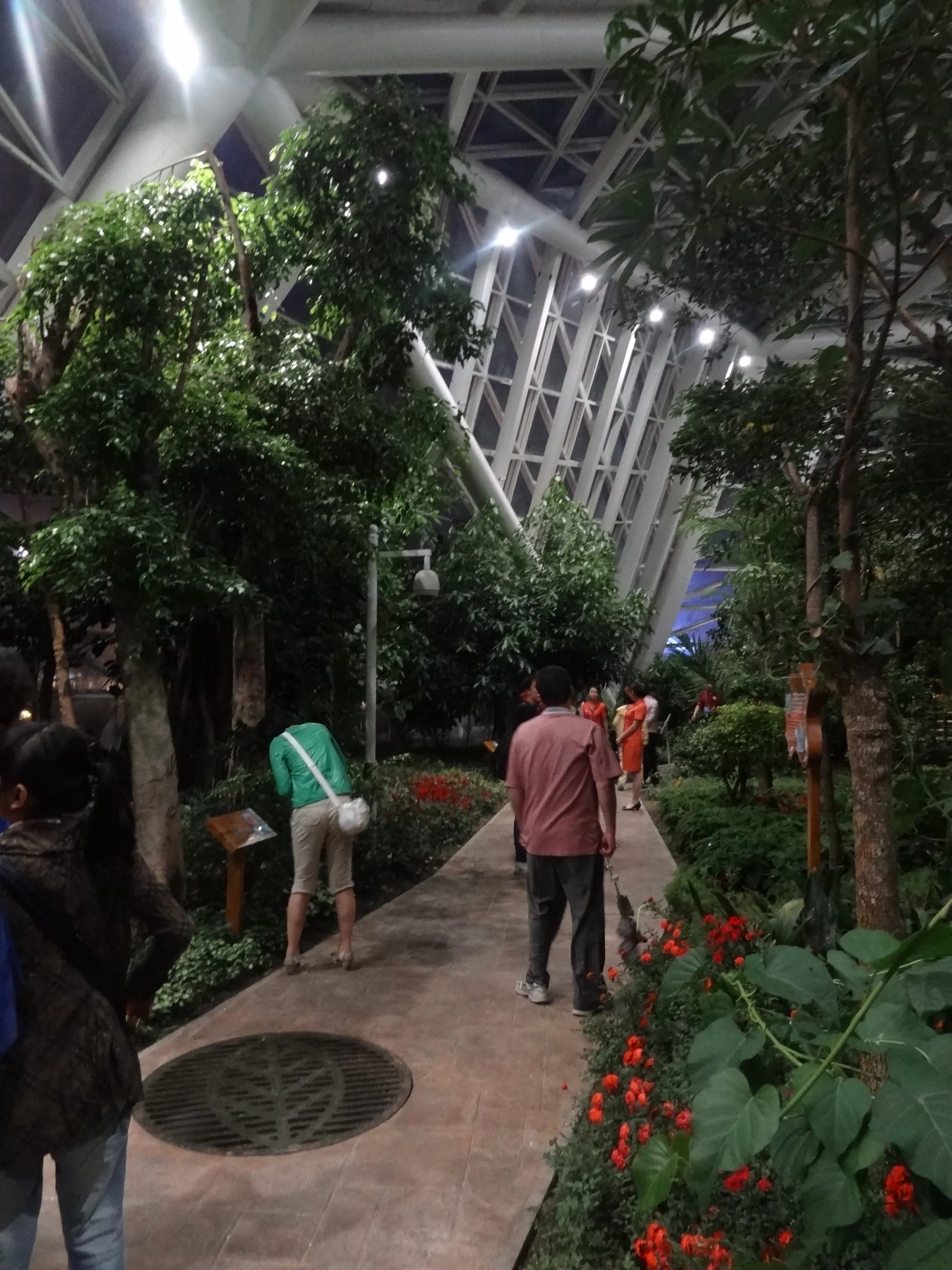 自然館の植物