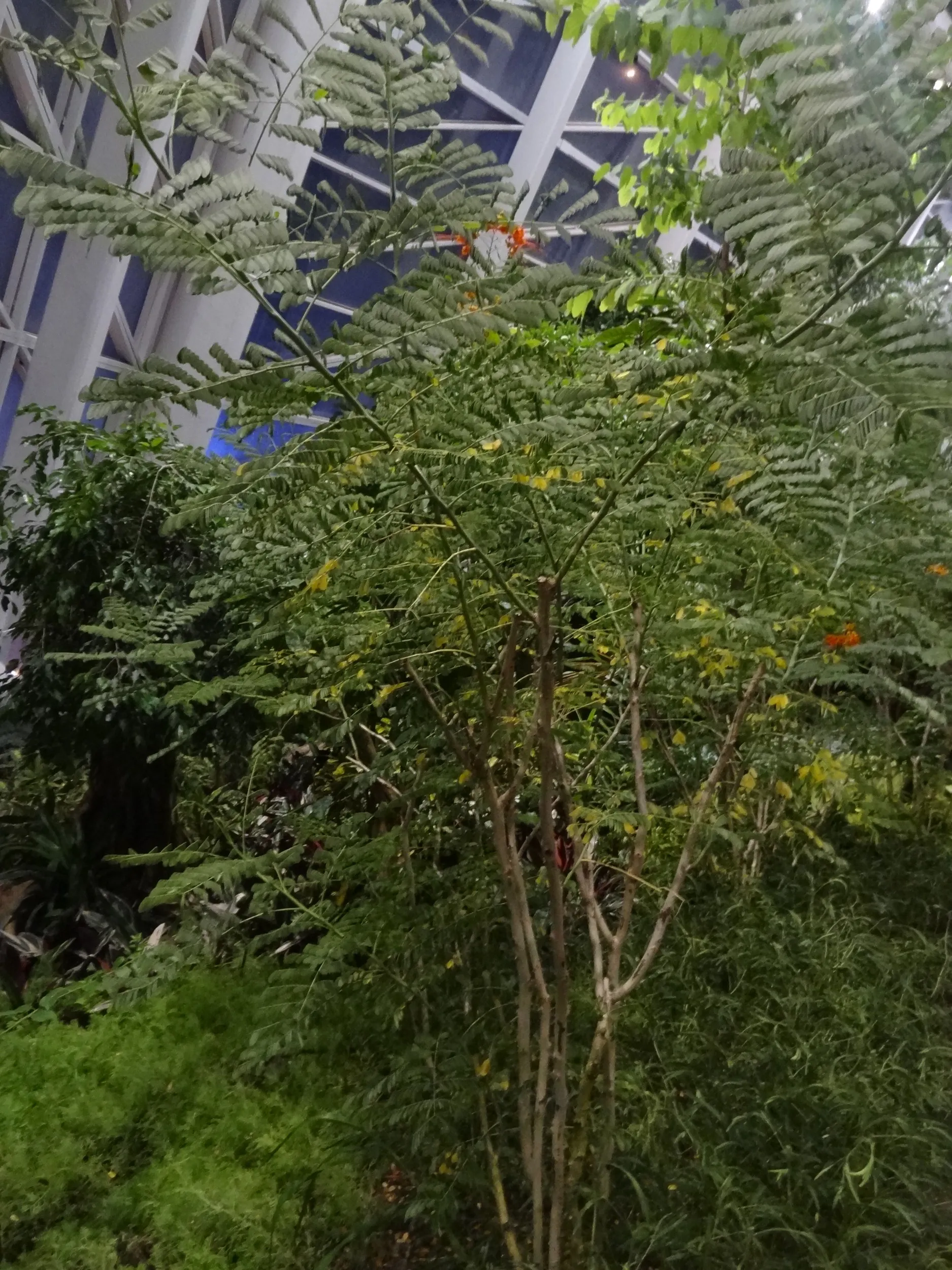 自然館の木々