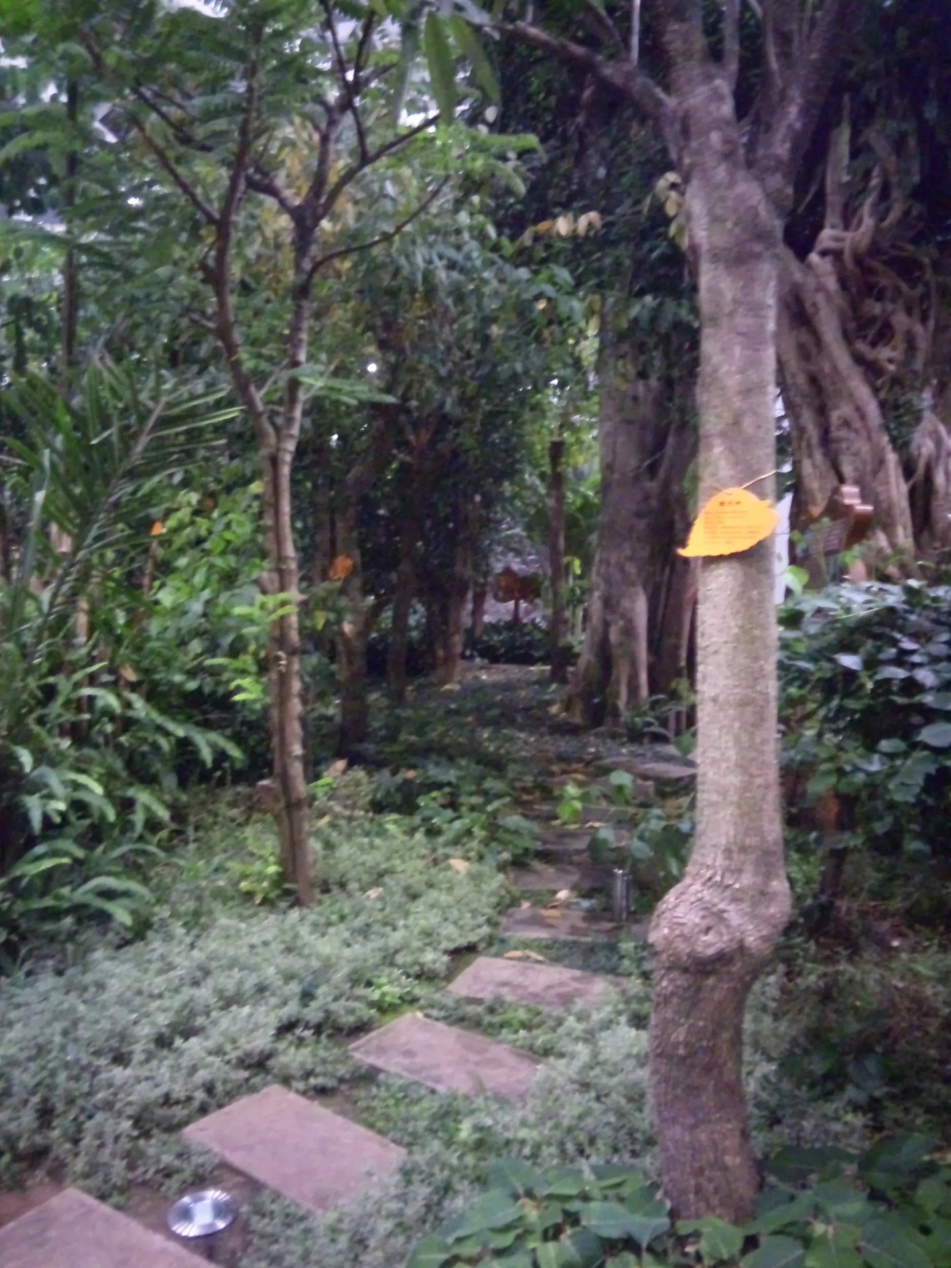 自然館の風景