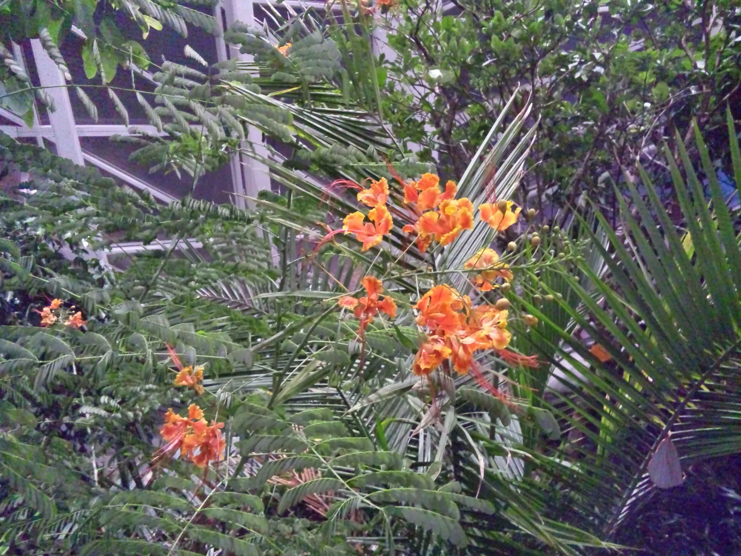 自然館の花