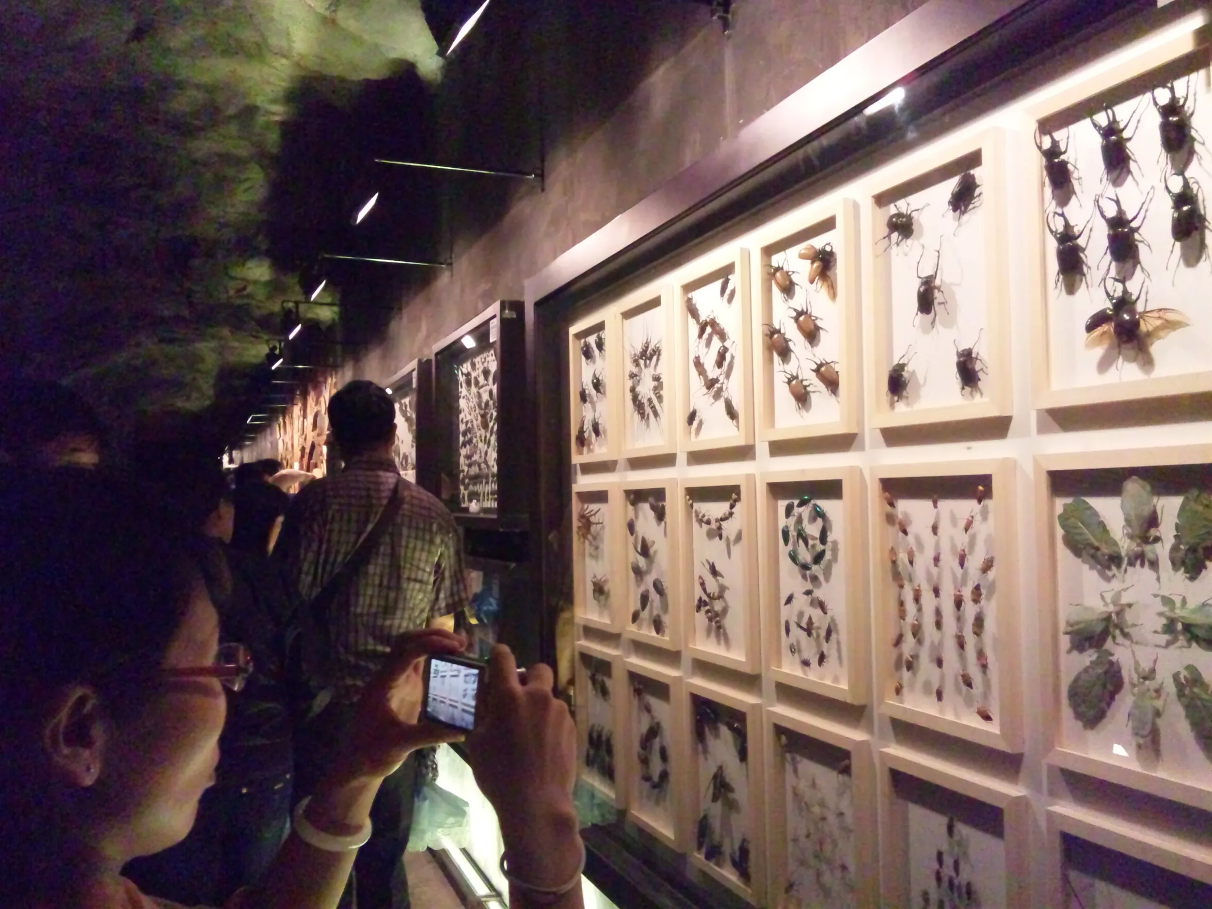 自然館の昆虫標本展示