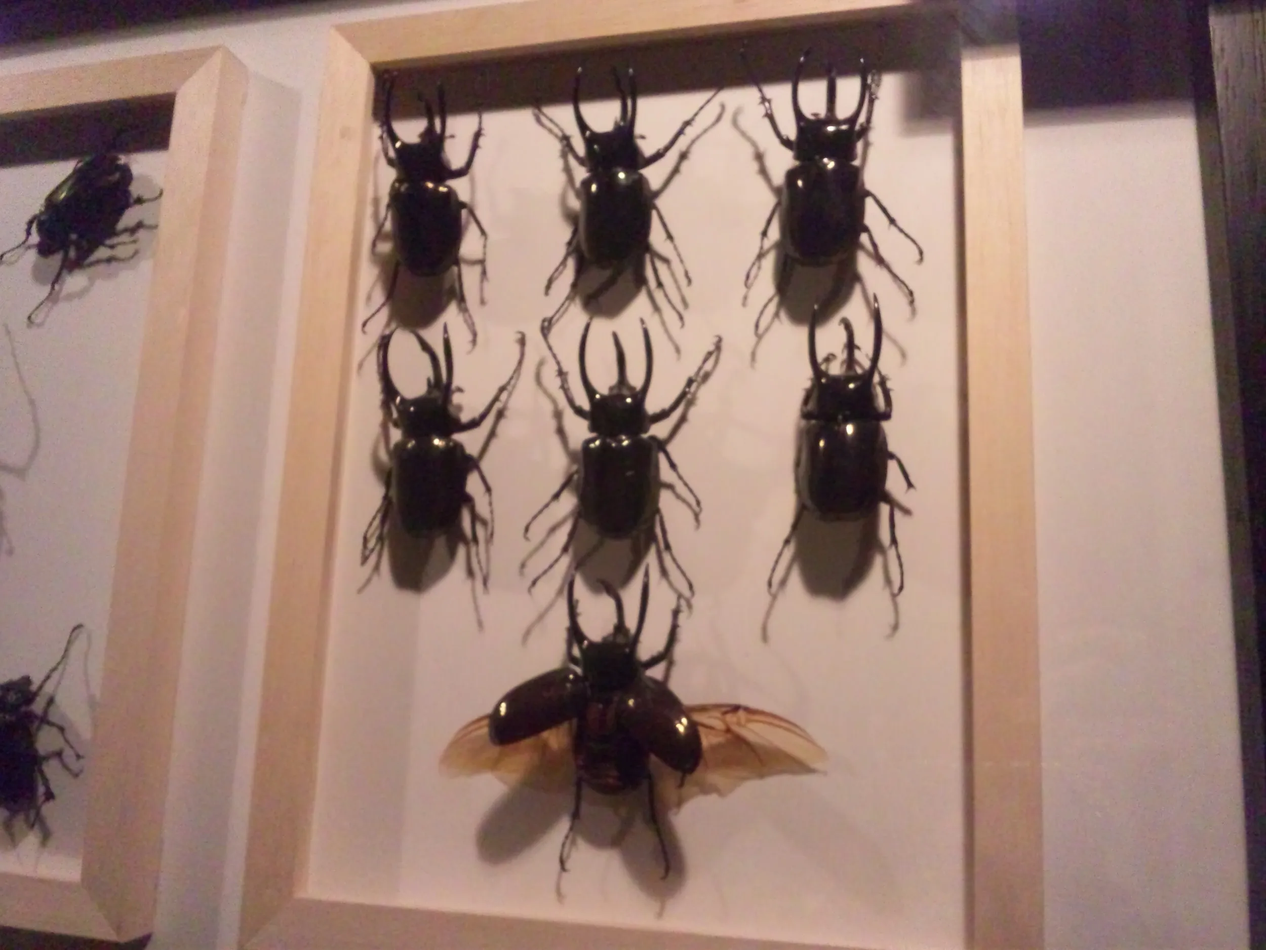 カブトムシの標本
