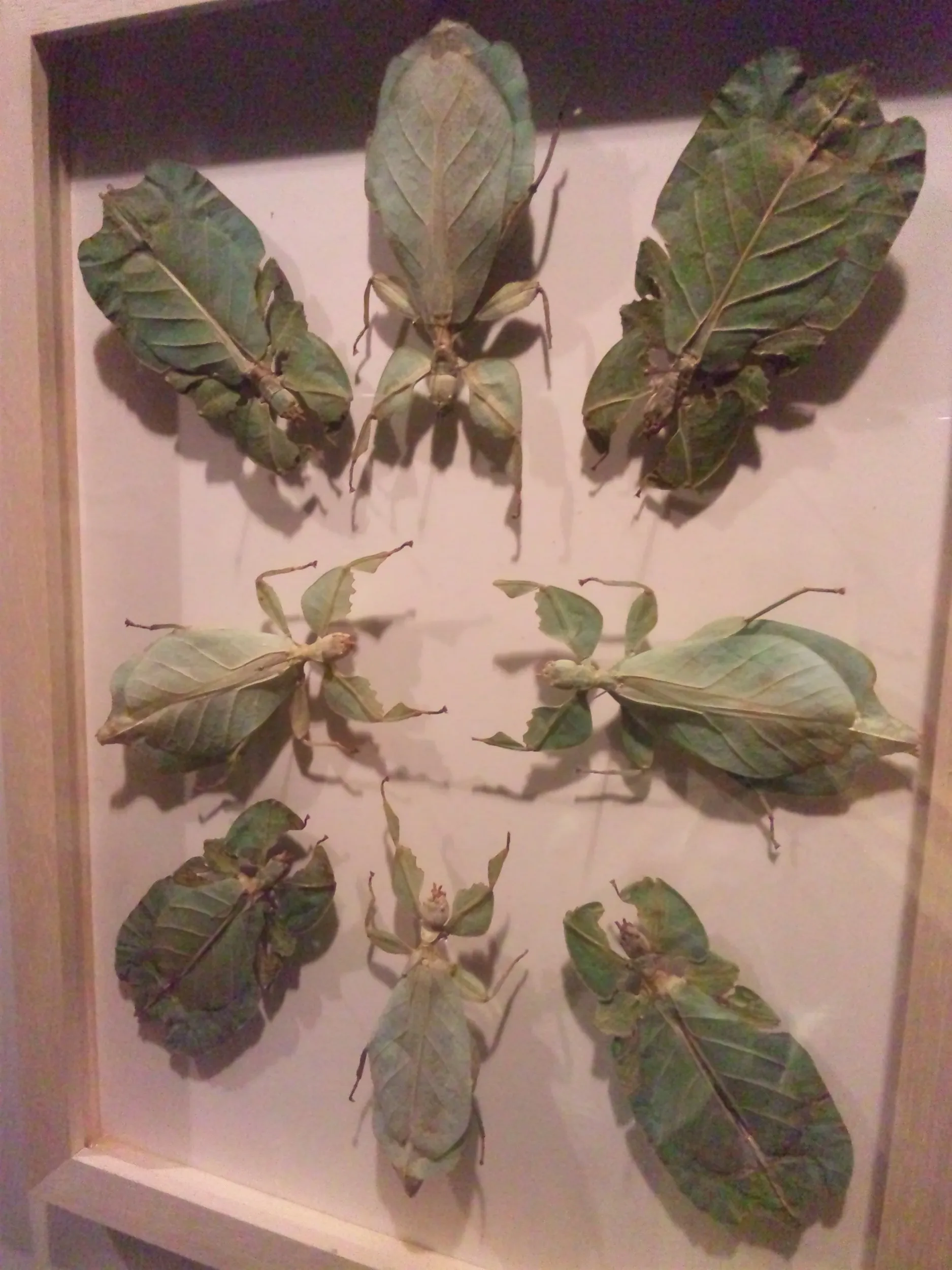 カマキリの標本