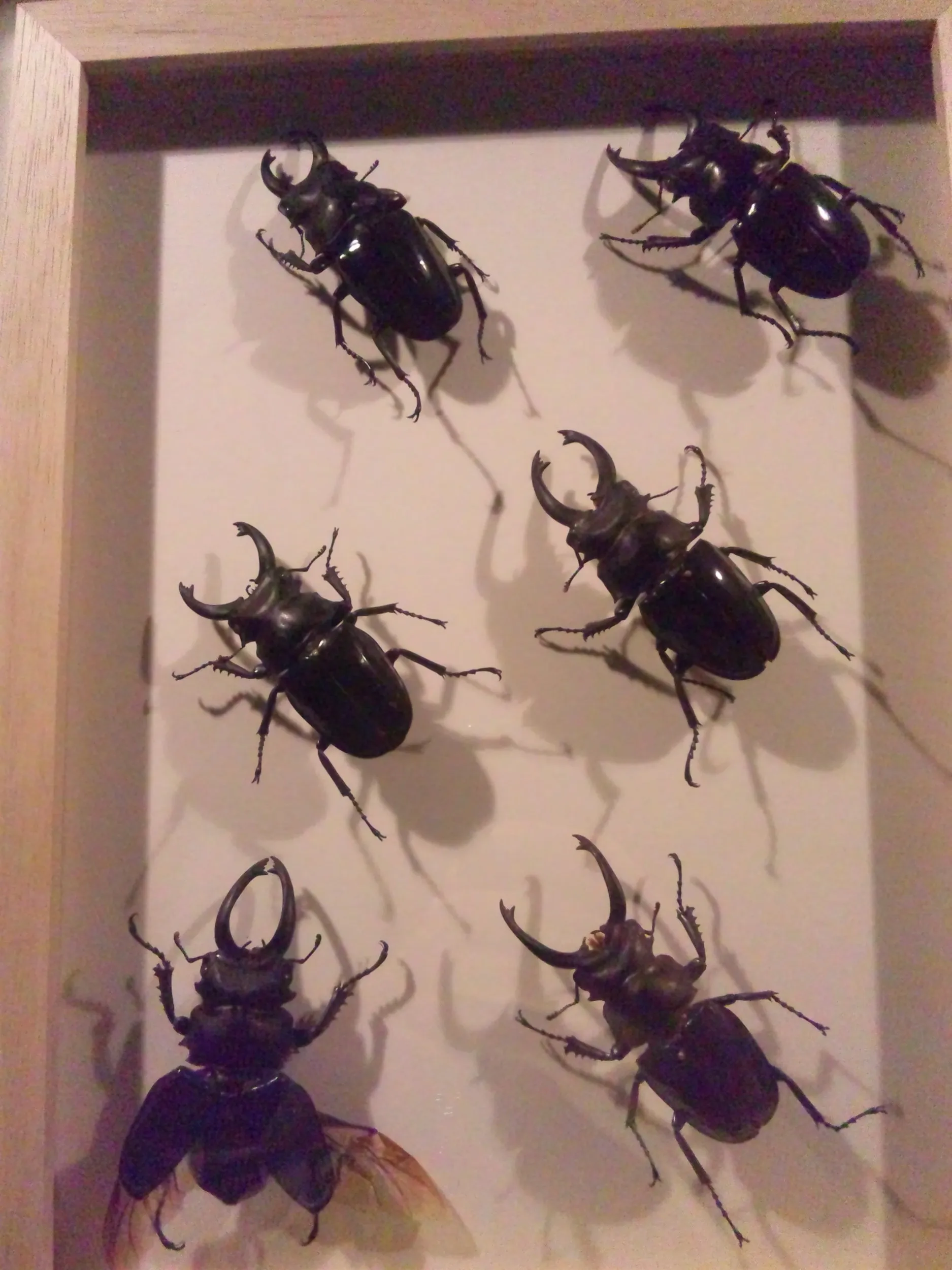 クワガタムシの標本