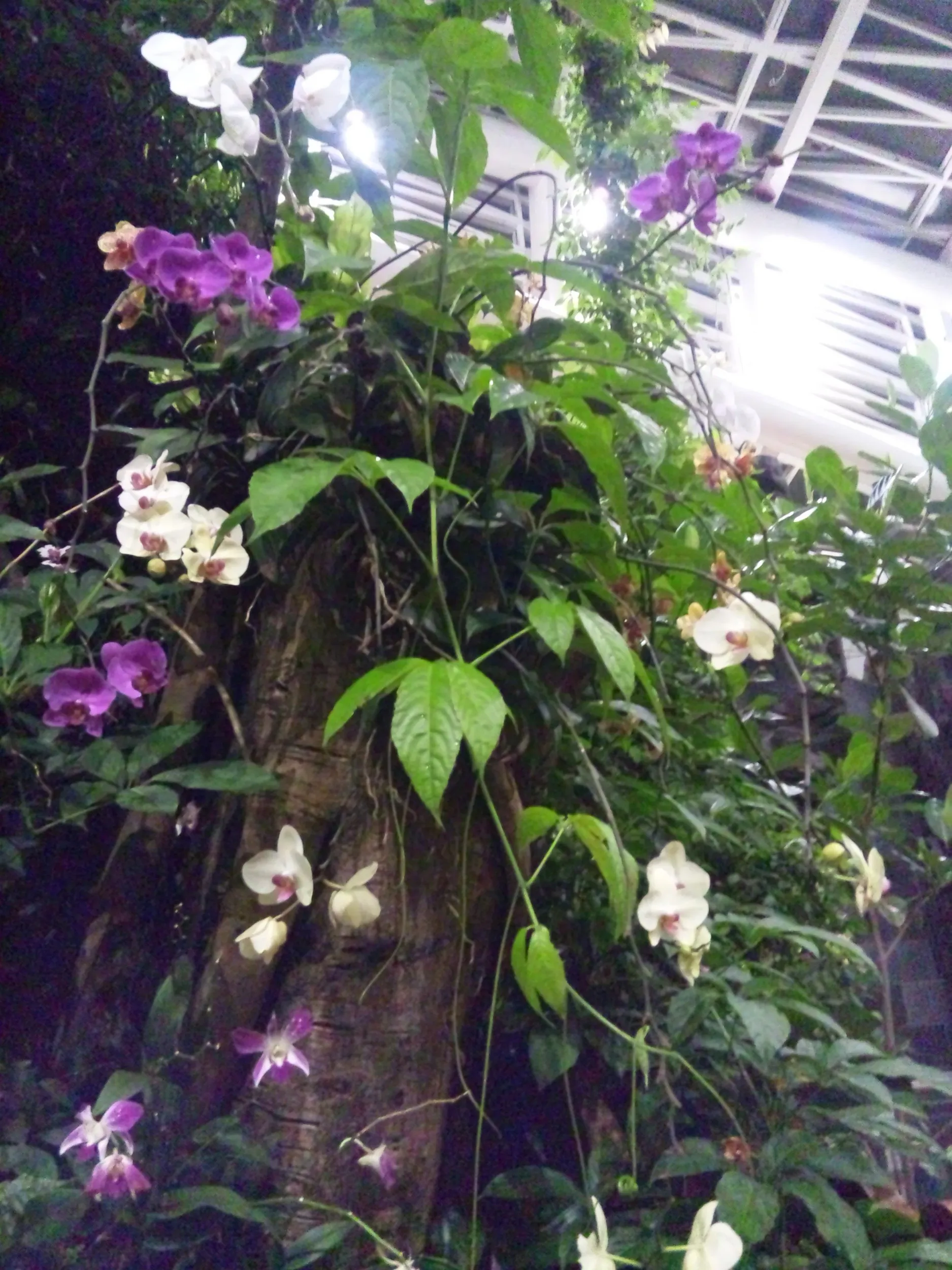 自然館の南方の花