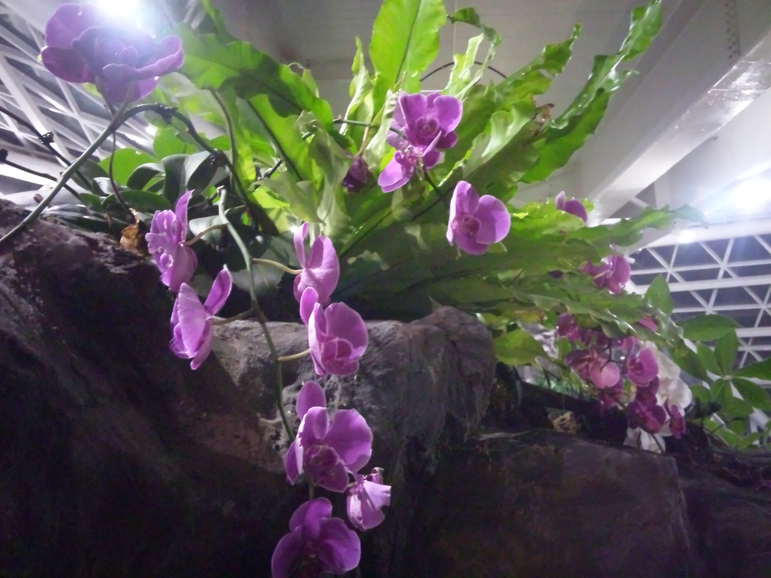自然館の色鮮やかな花