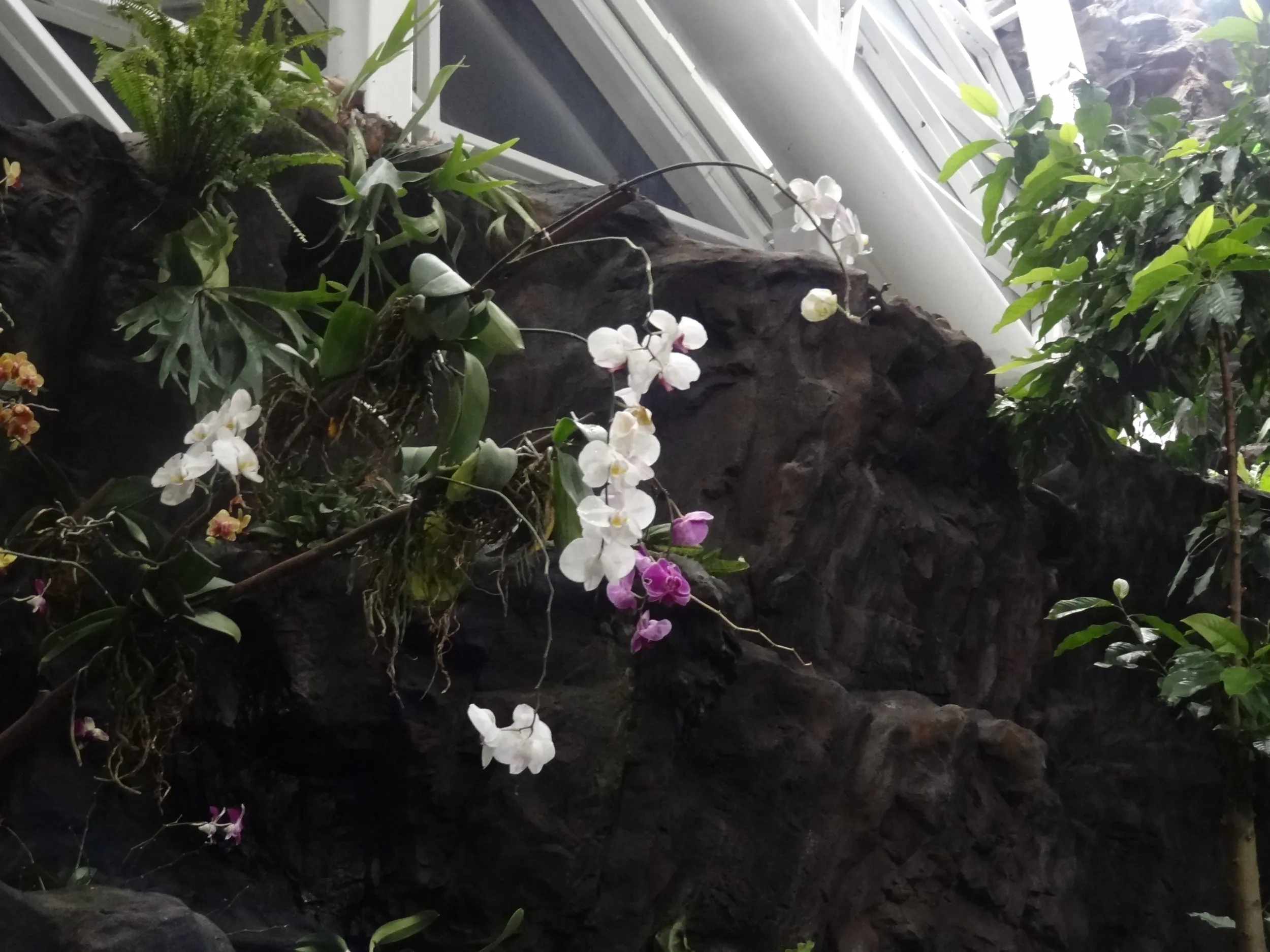 色鮮やかな熱帯の花